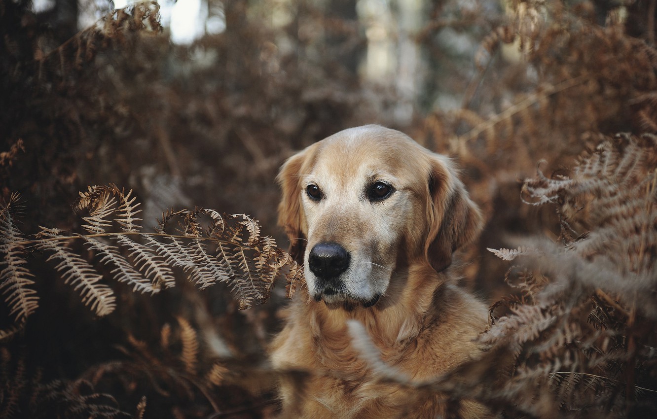 Photo Wallpaper Forest, Face, Dog, Fern, Golden Retriever, - Golden Retriever - HD Wallpaper 