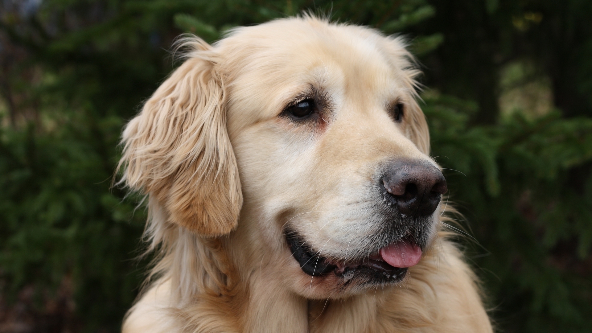 High Resolution Golden Retriever Hd - HD Wallpaper 