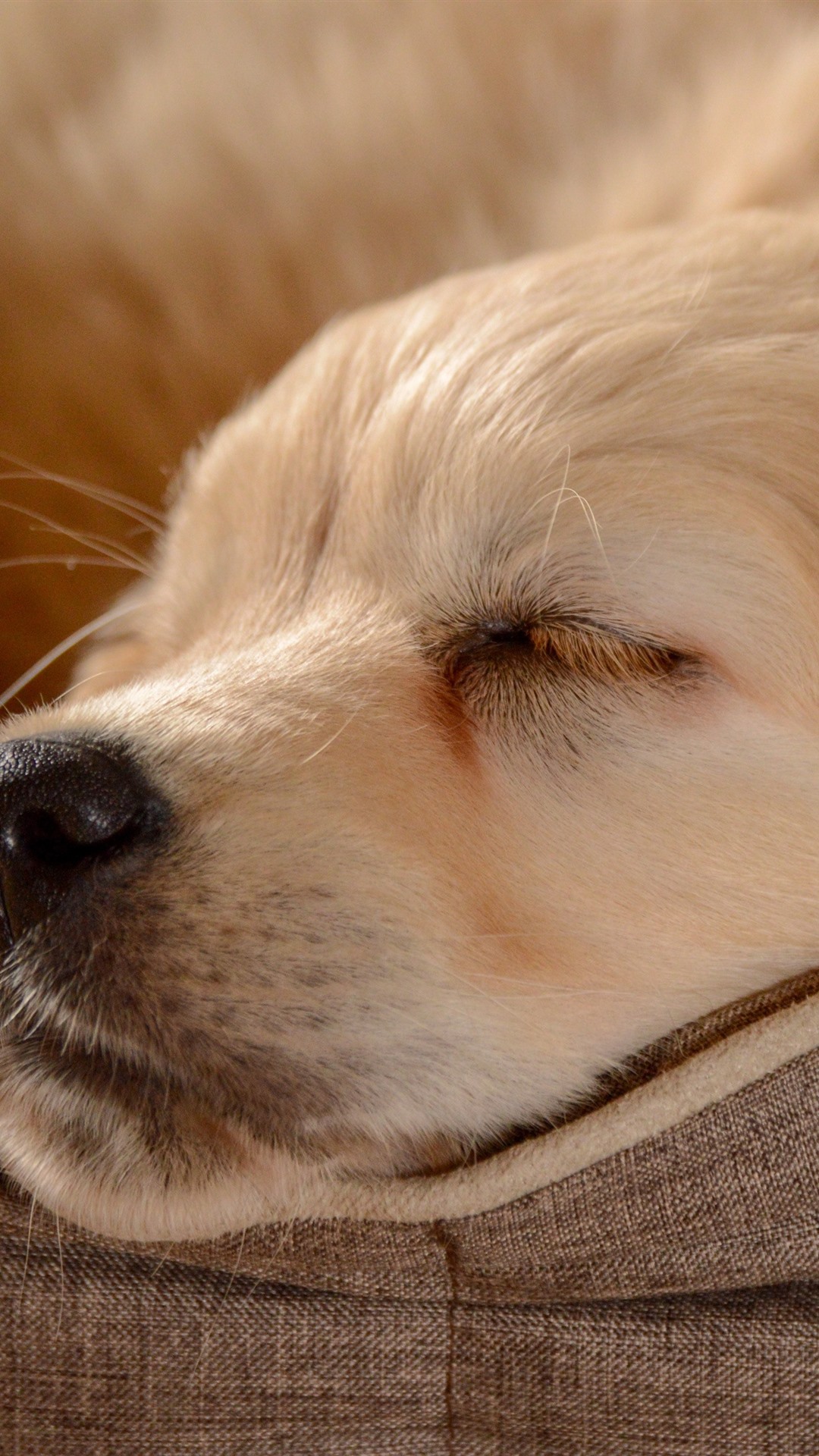 Iphone Wallpaper Golden Retriever, Sleeping - Retriever - HD Wallpaper 