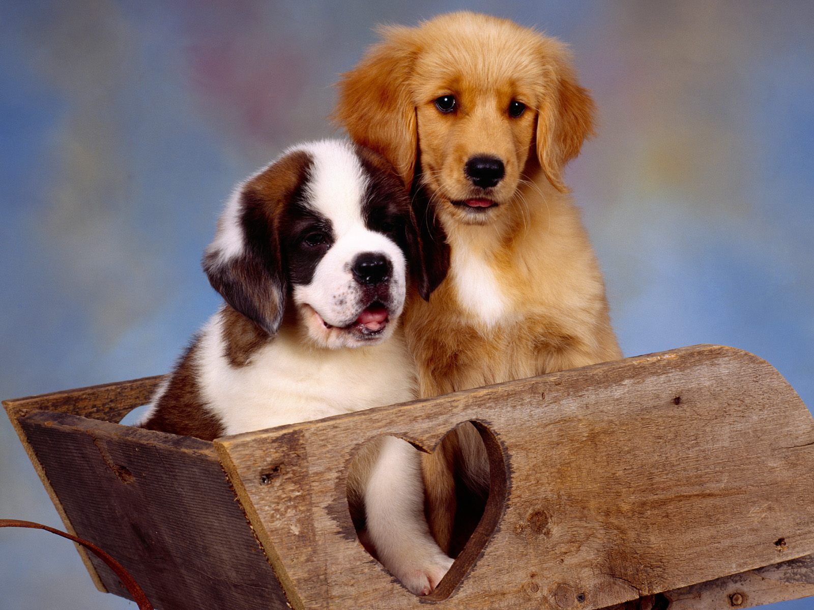 St Bernard And Golden Retriever - HD Wallpaper 