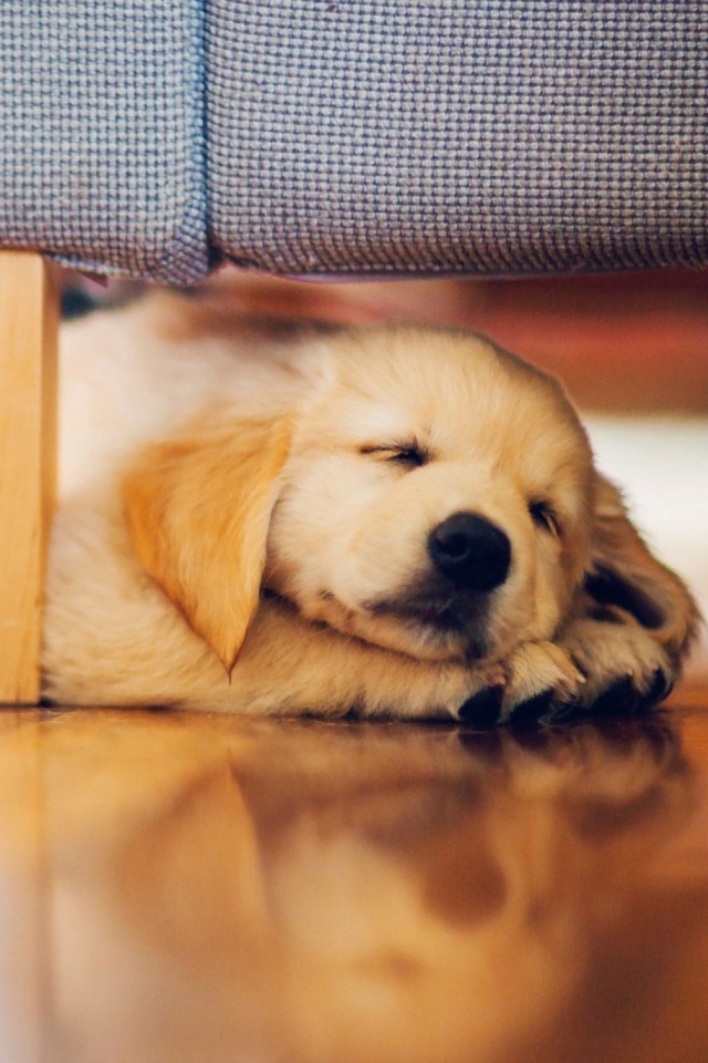 Golden Retriever Puppy Wallpaper Hd For Mobile - HD Wallpaper 