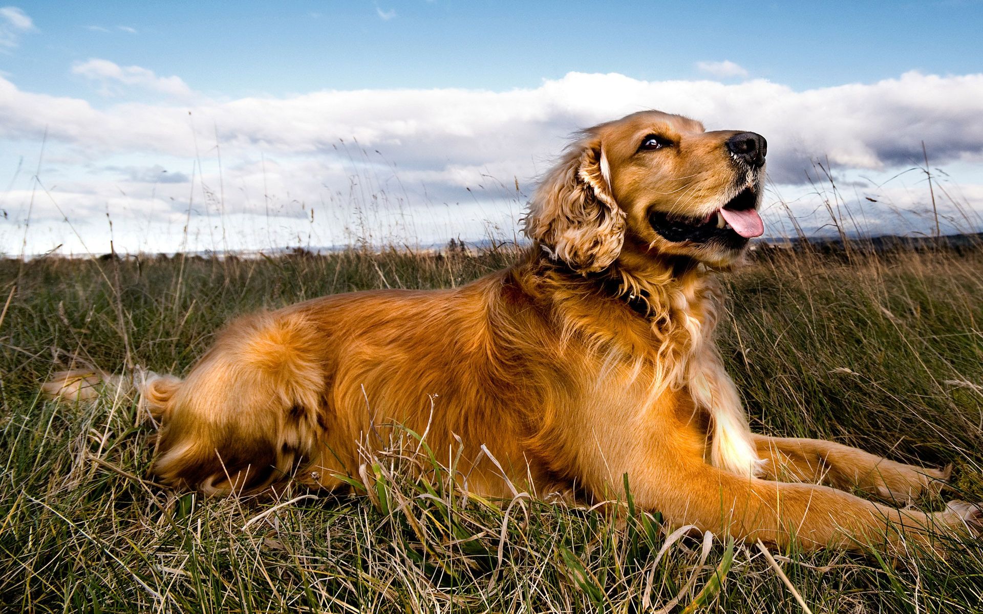 Golden Retriever Wallpaper - Golden Retriever Dog Wallpaper Laptop - HD Wallpaper 