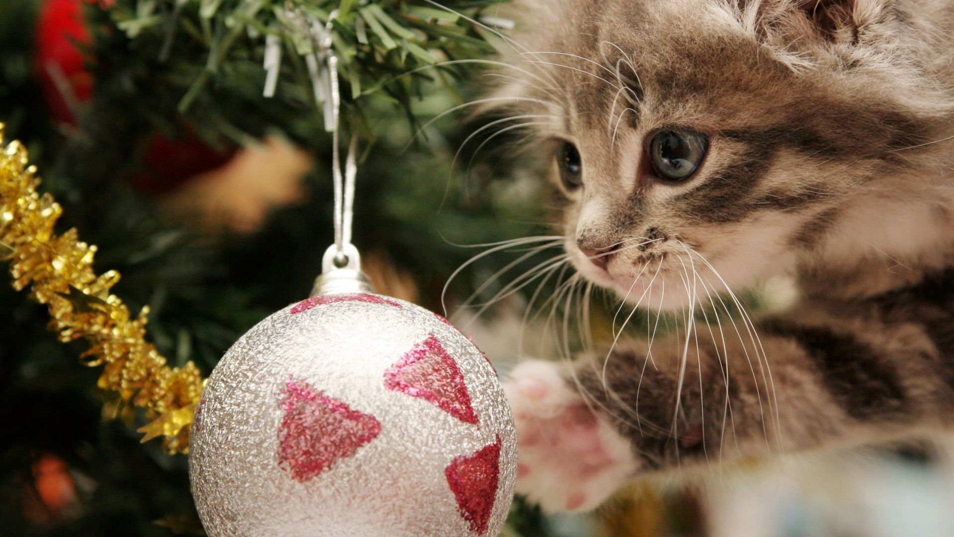 Cat Wallpapers Group - Christmas Wallpaper Cat - HD Wallpaper 
