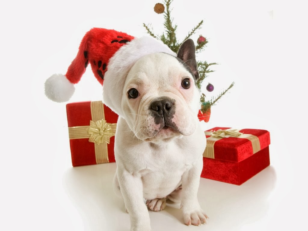 Desktop Dog Christmas Wallpapers - Christmas Present Cute Animal - HD Wallpaper 
