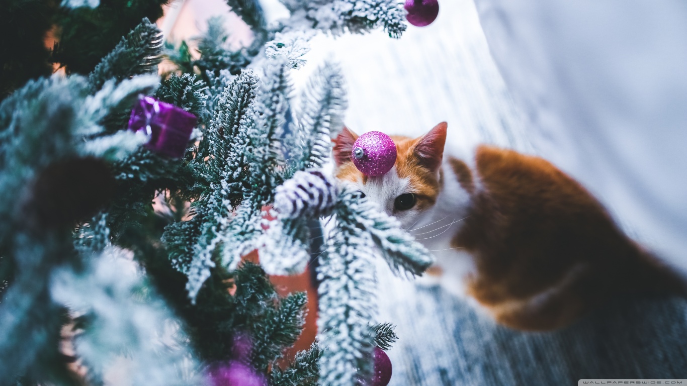 Cat Christmas Wallpaper Hd - HD Wallpaper 