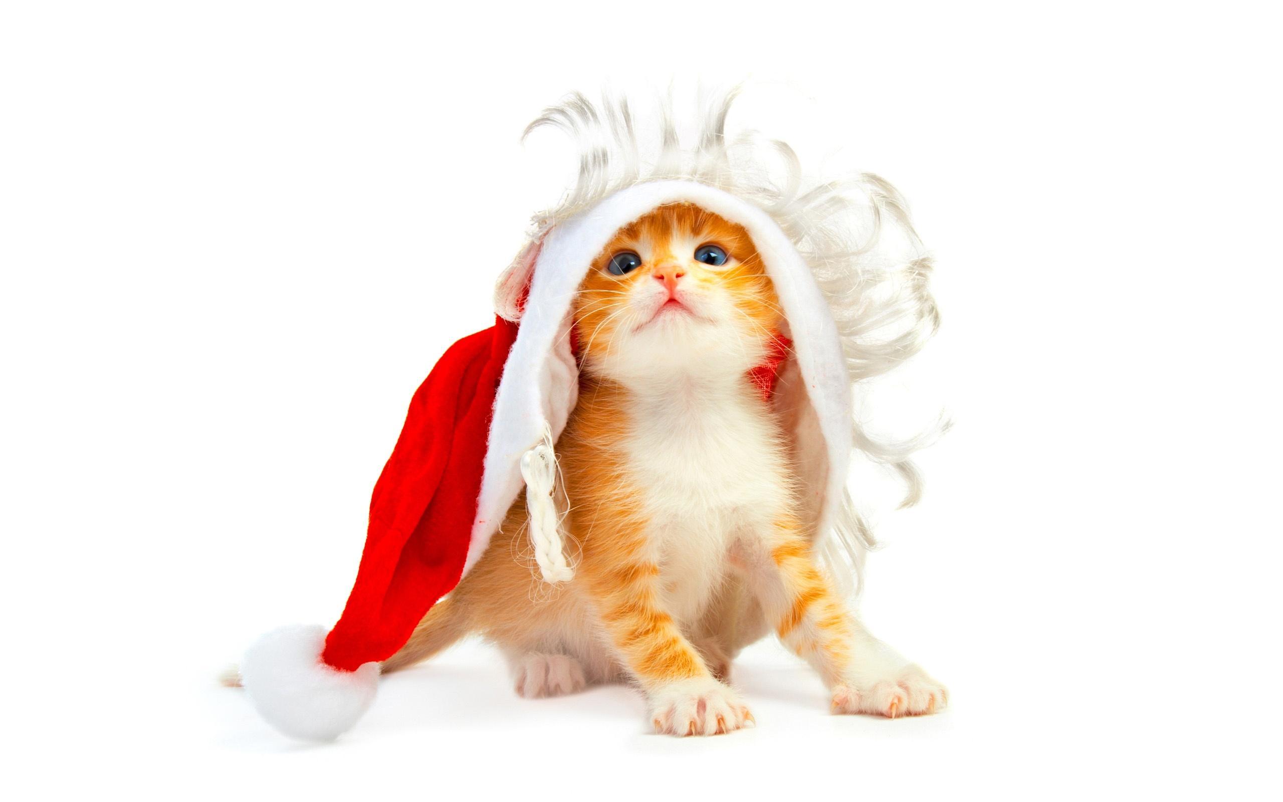 Funny Christmas Cat - HD Wallpaper 