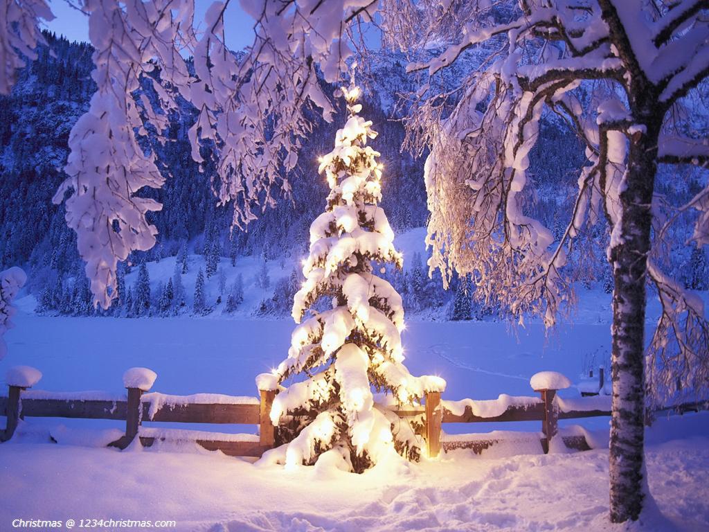 White Christmas Tree Wallpaper Download - Christmas Tree Light Snow - HD Wallpaper 