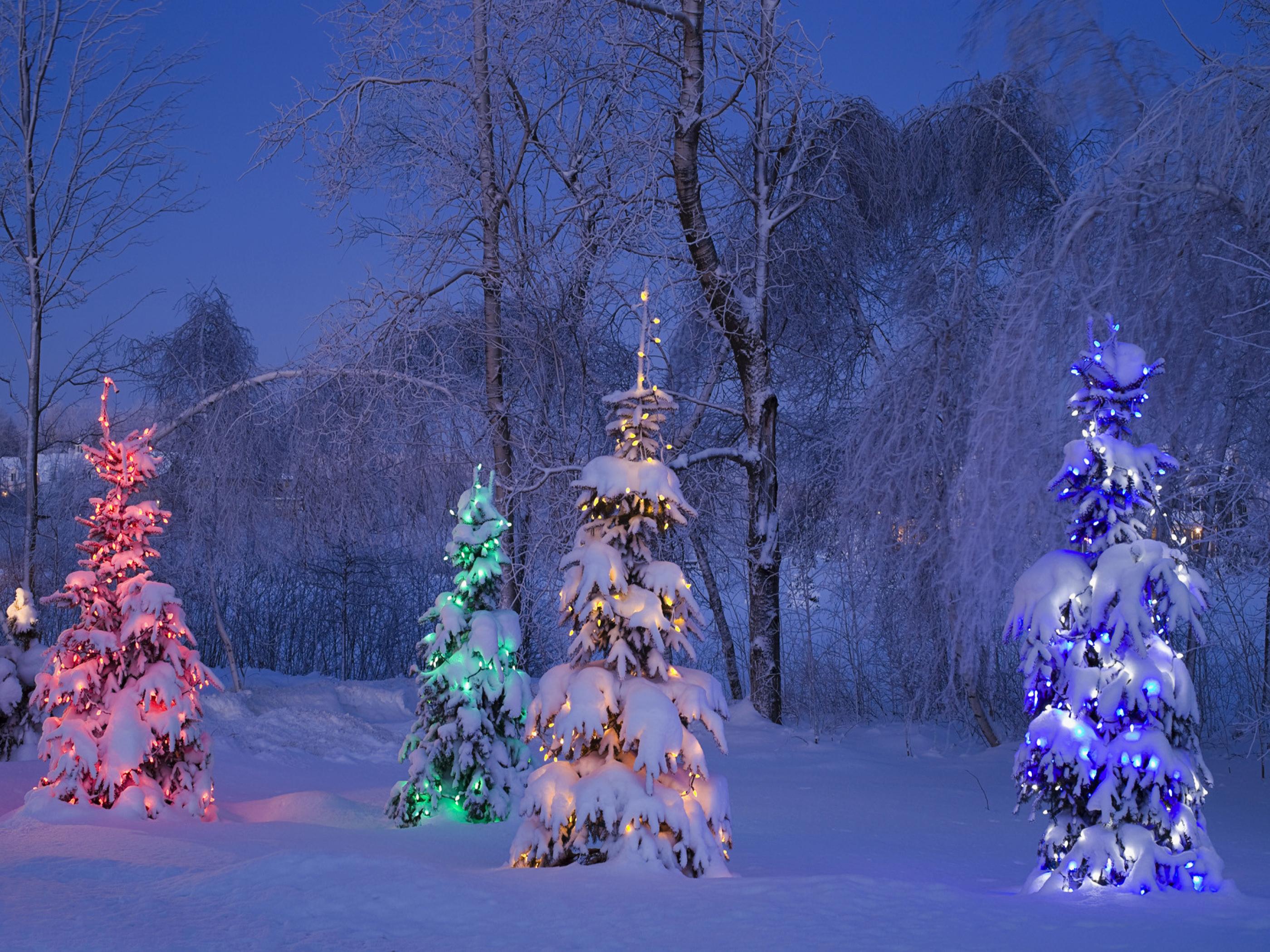 Christmas Live Wallpaper For Computer - Christmas Trees In Canada - HD Wallpaper 