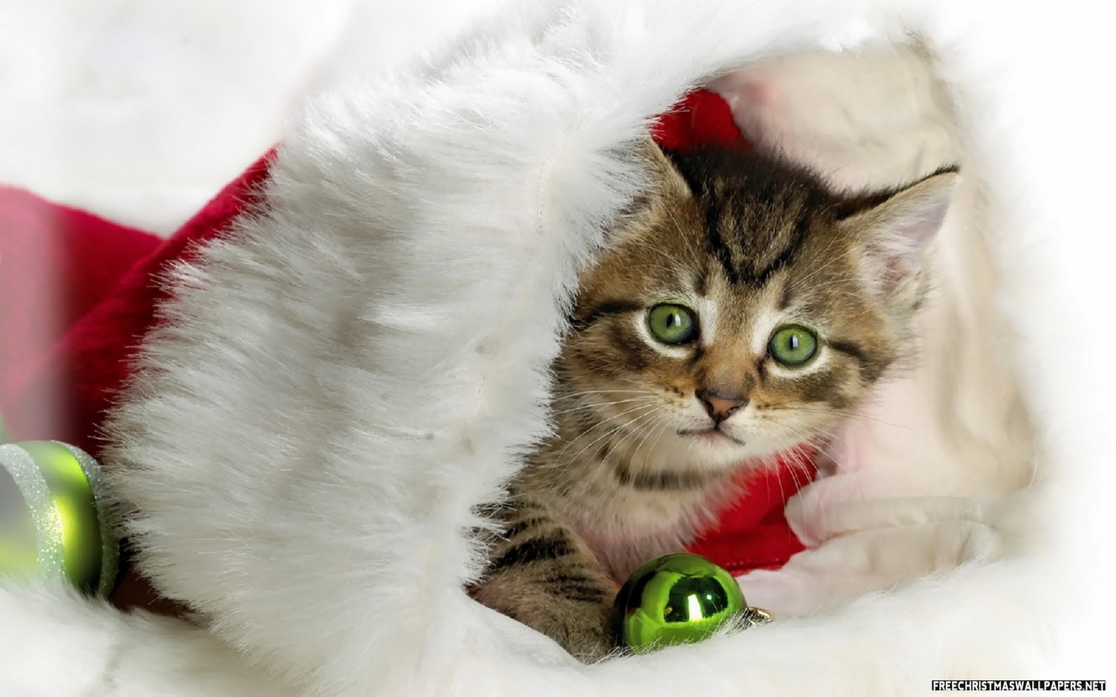 Funny Wallpapershd Wallpapers - Christmas Wallpaper Cute Cats - HD Wallpaper 