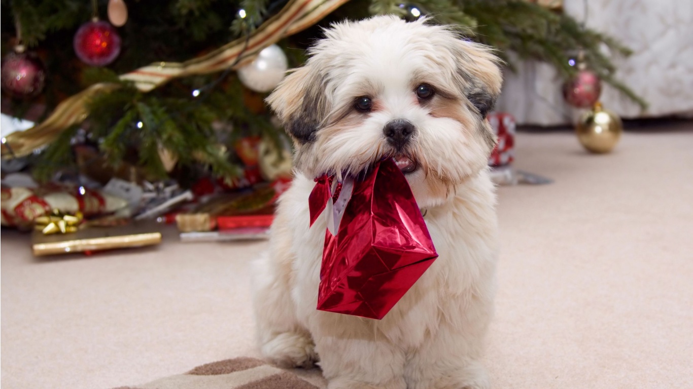 Puppy Ready For Christmas - La Apso Dog Breed - HD Wallpaper 