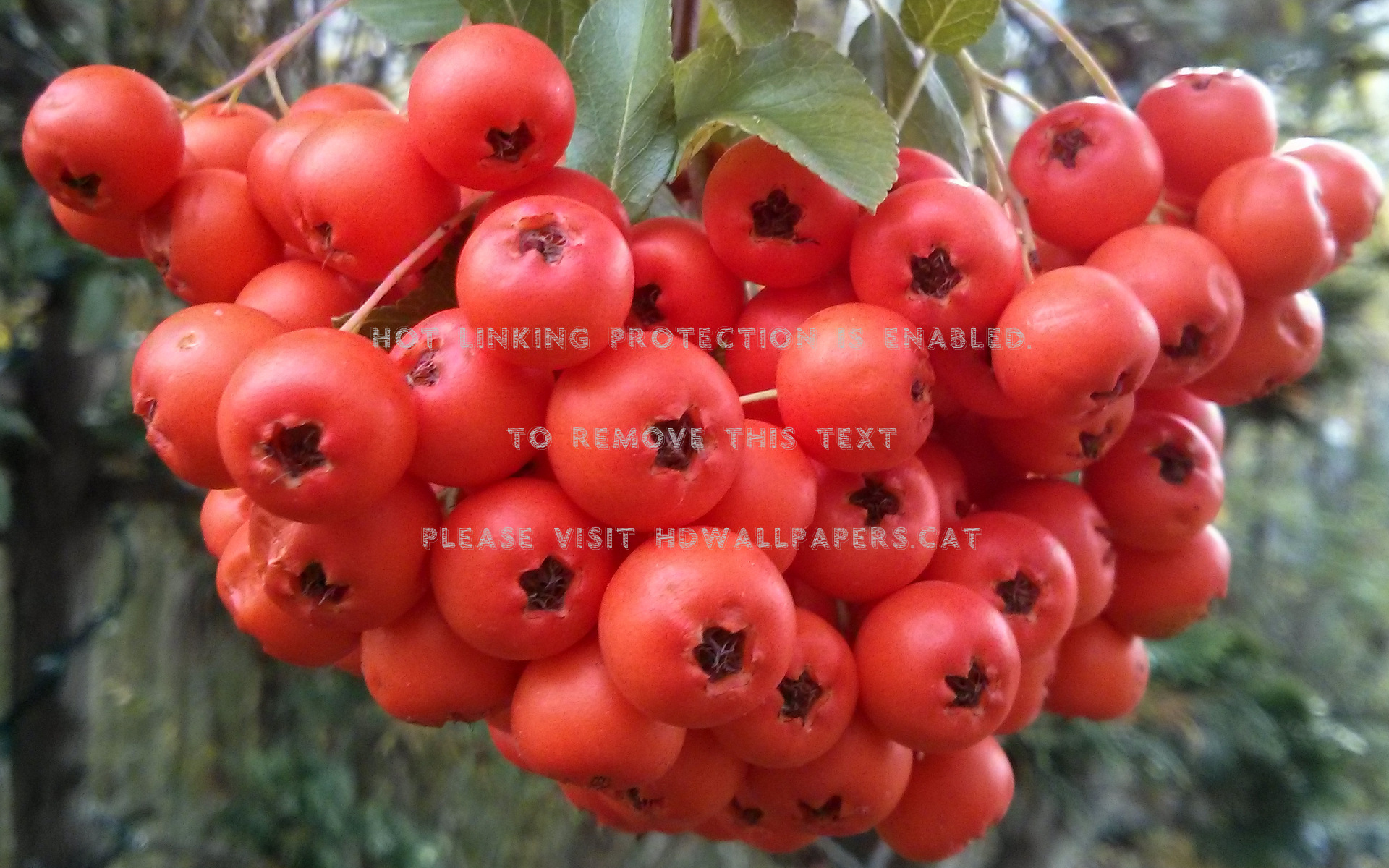 Tummy Beware Cape Cod Nature Berries Botany - Silver Buffaloberry - HD Wallpaper 