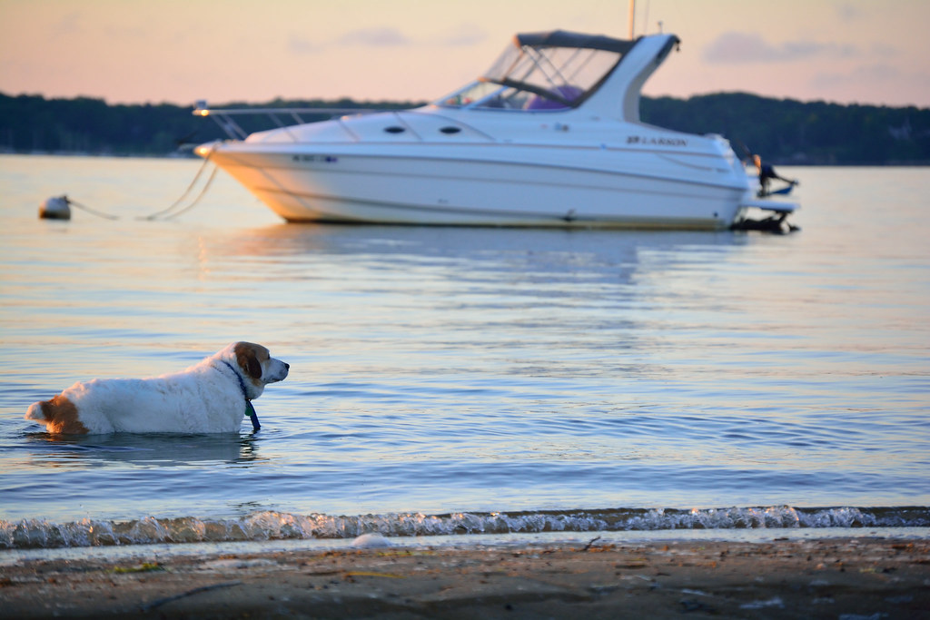 Companion Dog - HD Wallpaper 