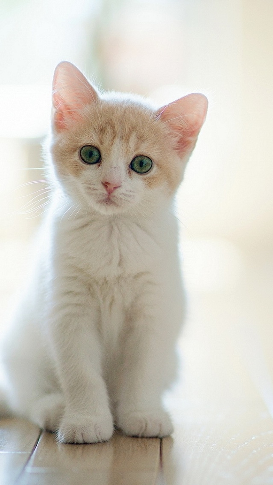 Iphone 6 Cute Cat Wallpaper Hd - 1080x1920 Wallpaper Iphone 6 Cute Cat Wallpaper Hd - 1080x1920 Wallpaper