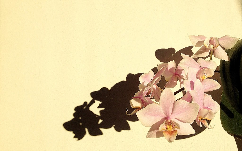Phalaenopsis Sanderiana - HD Wallpaper 