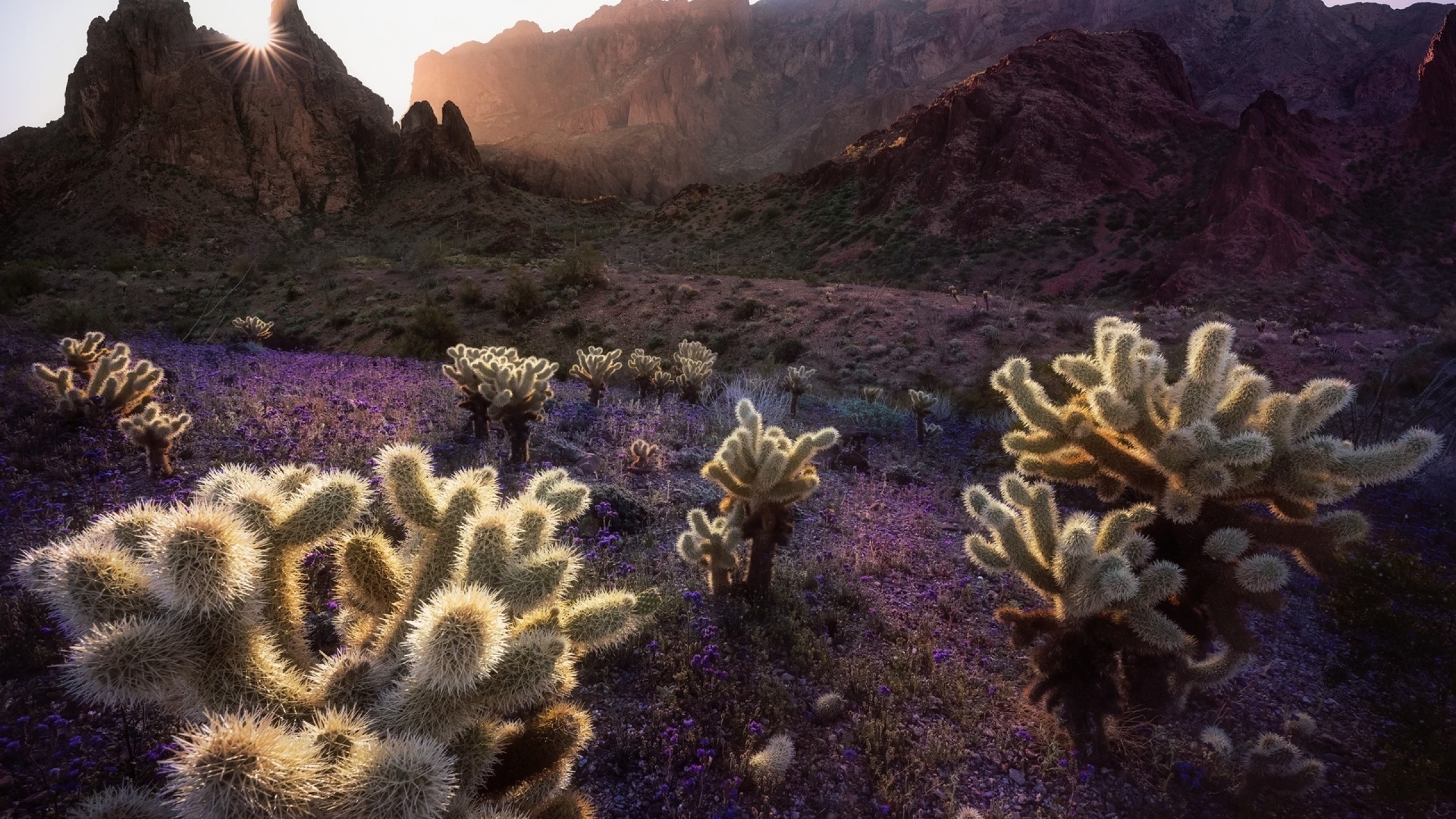Cactus, Desert, Sunlight, Hills - HD Wallpaper 