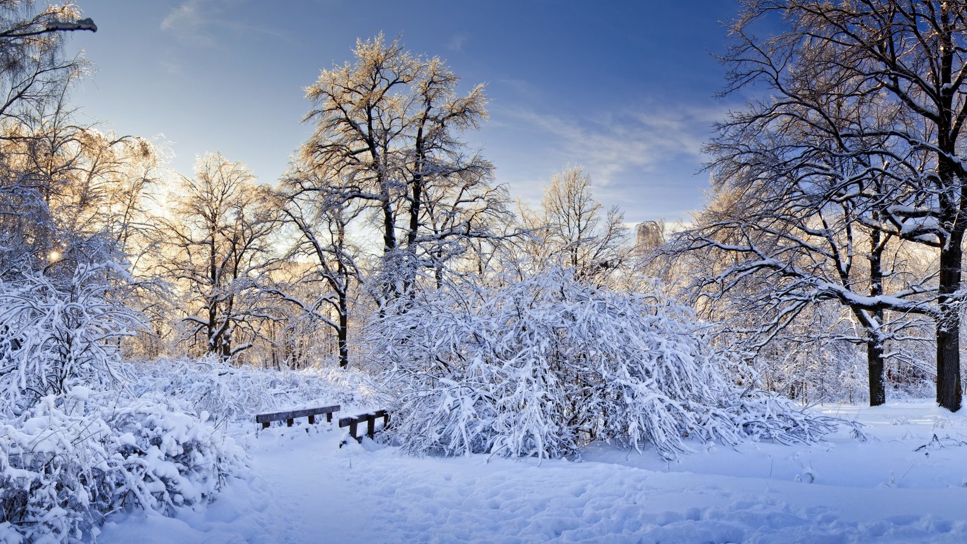 Winter - Snow Forest Wall Murals - HD Wallpaper 