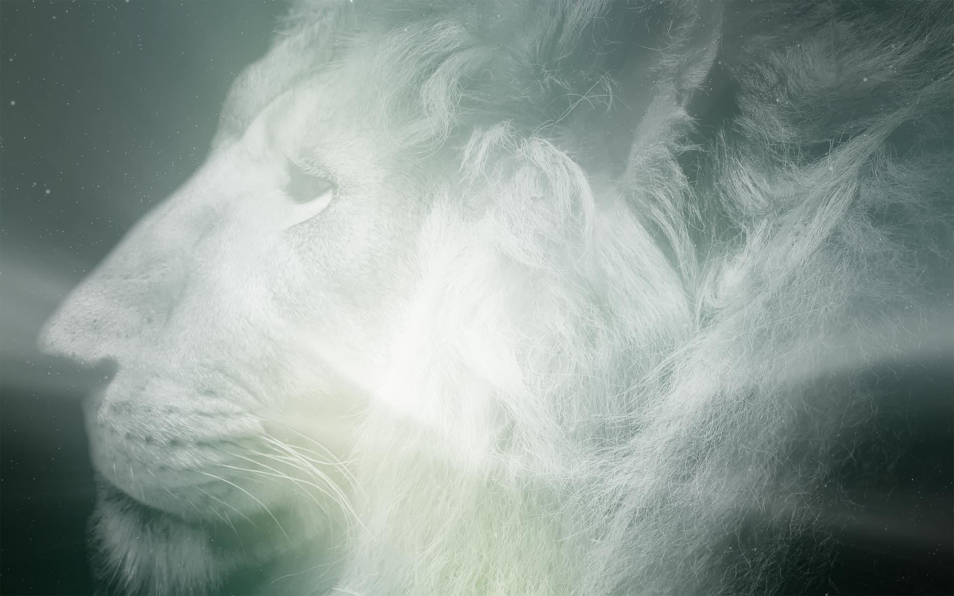 Masai Lion - HD Wallpaper 