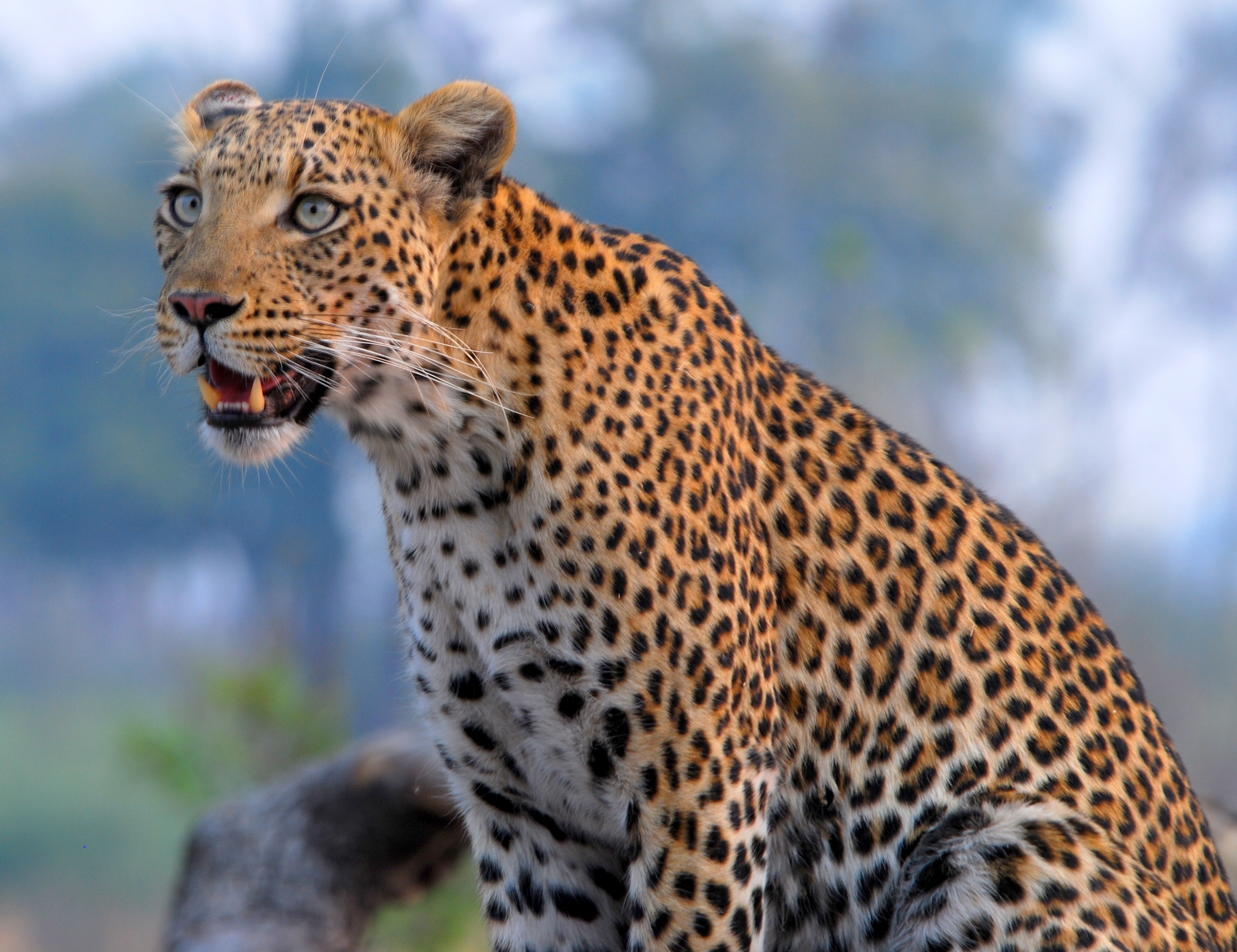 Adult Leopard Grin - HD Wallpaper 