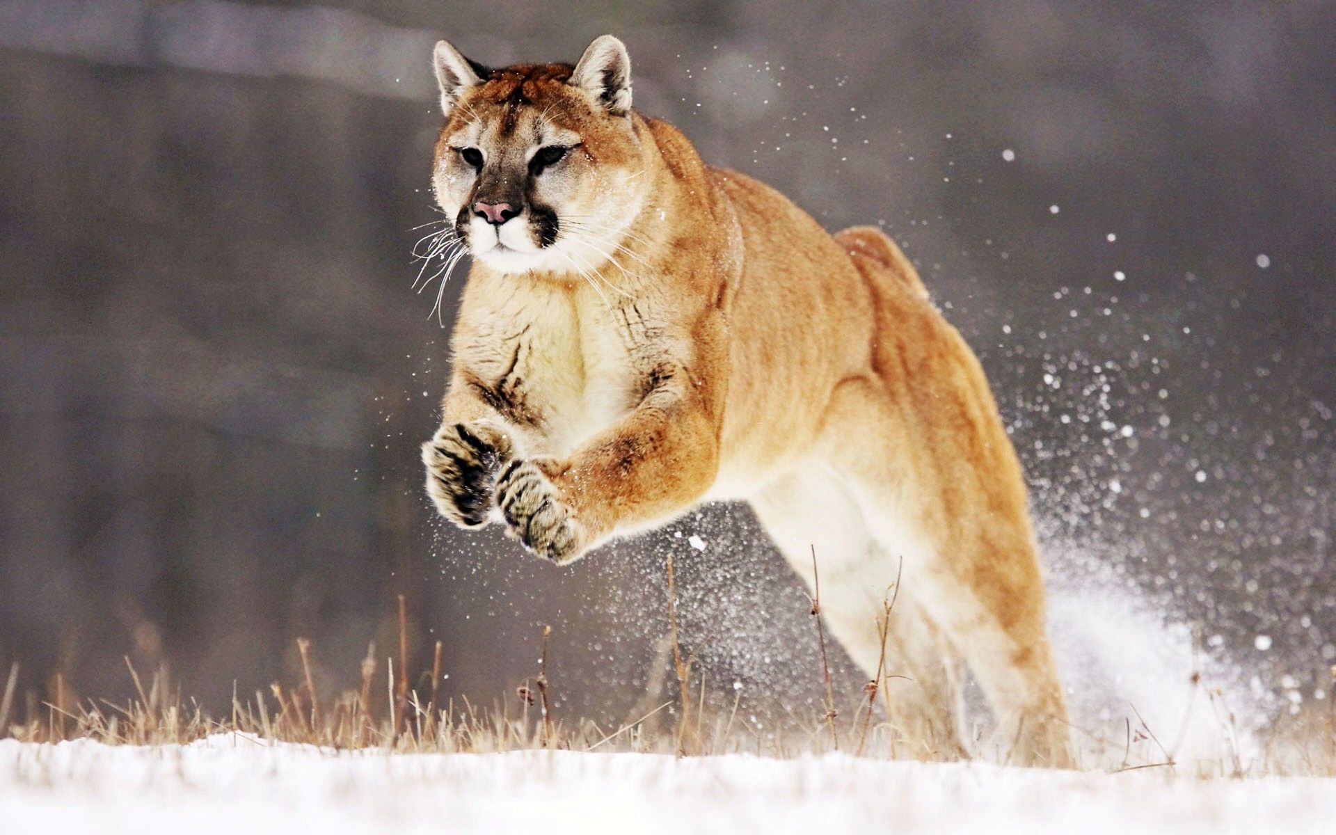 Mountain Lion - HD Wallpaper 