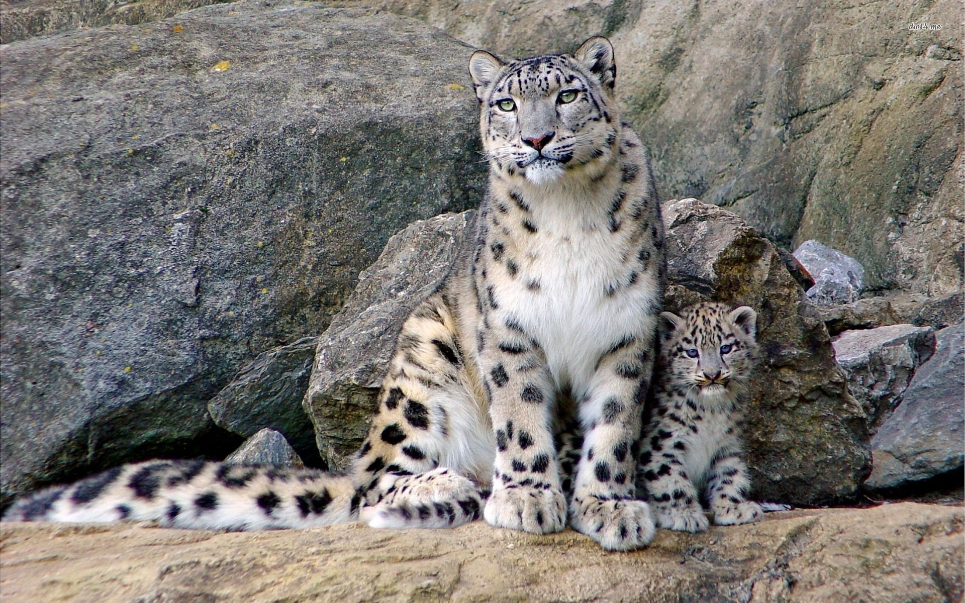 Snow Leopard Mac Os X Wallpaper Free Wallpaper Download - International Snow Leopard Day 2018 - HD Wallpaper 