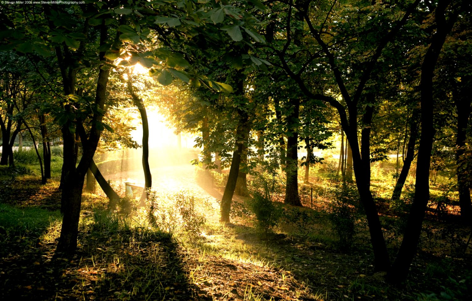 Mac Wallpapers Hd » Light In The Forest Nature Mac - Forest At Dawn Hd Phone - HD Wallpaper 