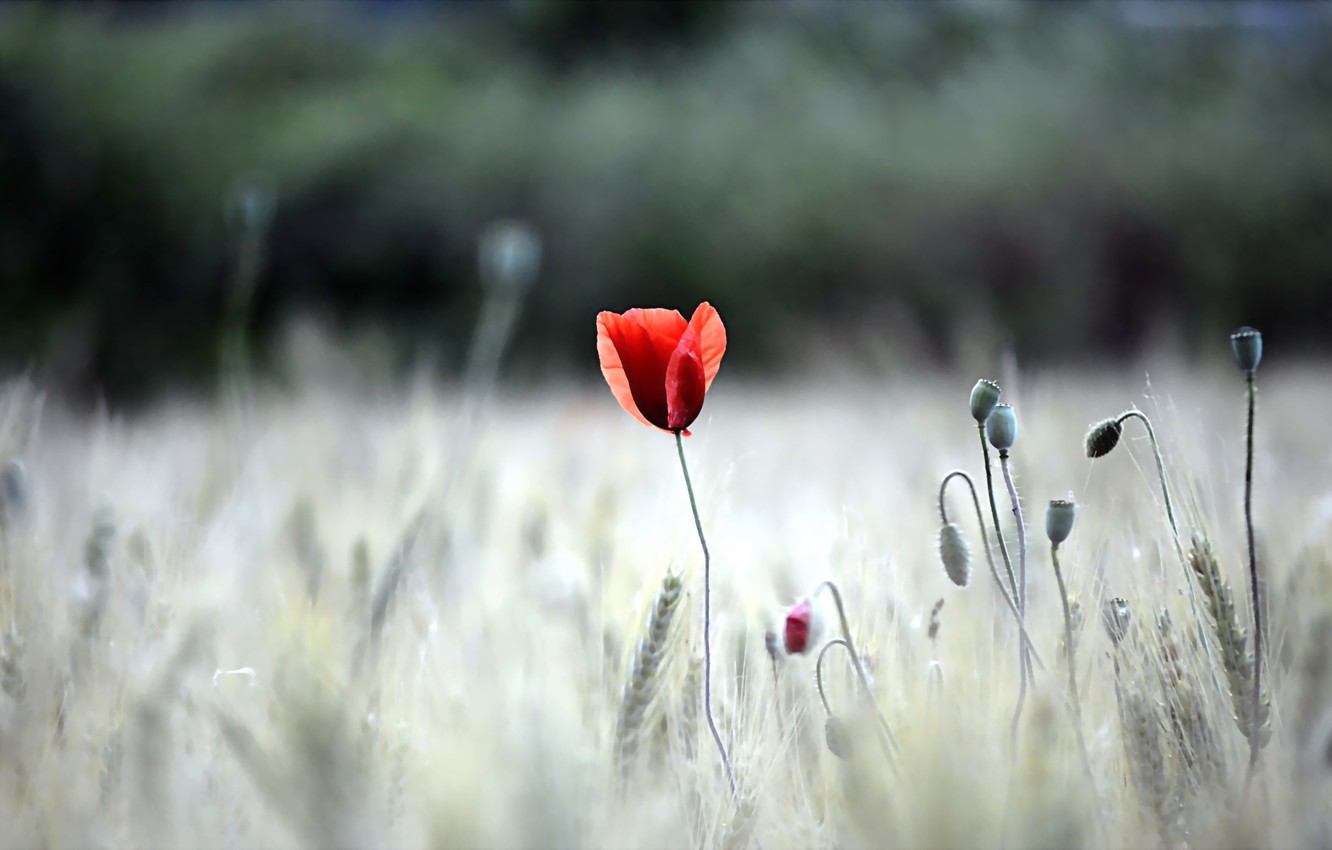 Photo Wallpaper Summer, Nature, Mac - Fond D Écran 1 Coquelicot - HD Wallpaper 