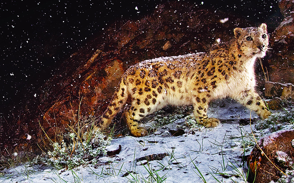 Os X Leopard Wallpaper - HD Wallpaper 