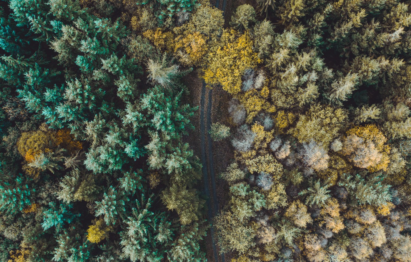 Photo Wallpaper Forest, Road, Trees, Nature, Autumn, - Wallpaper - HD Wallpaper 