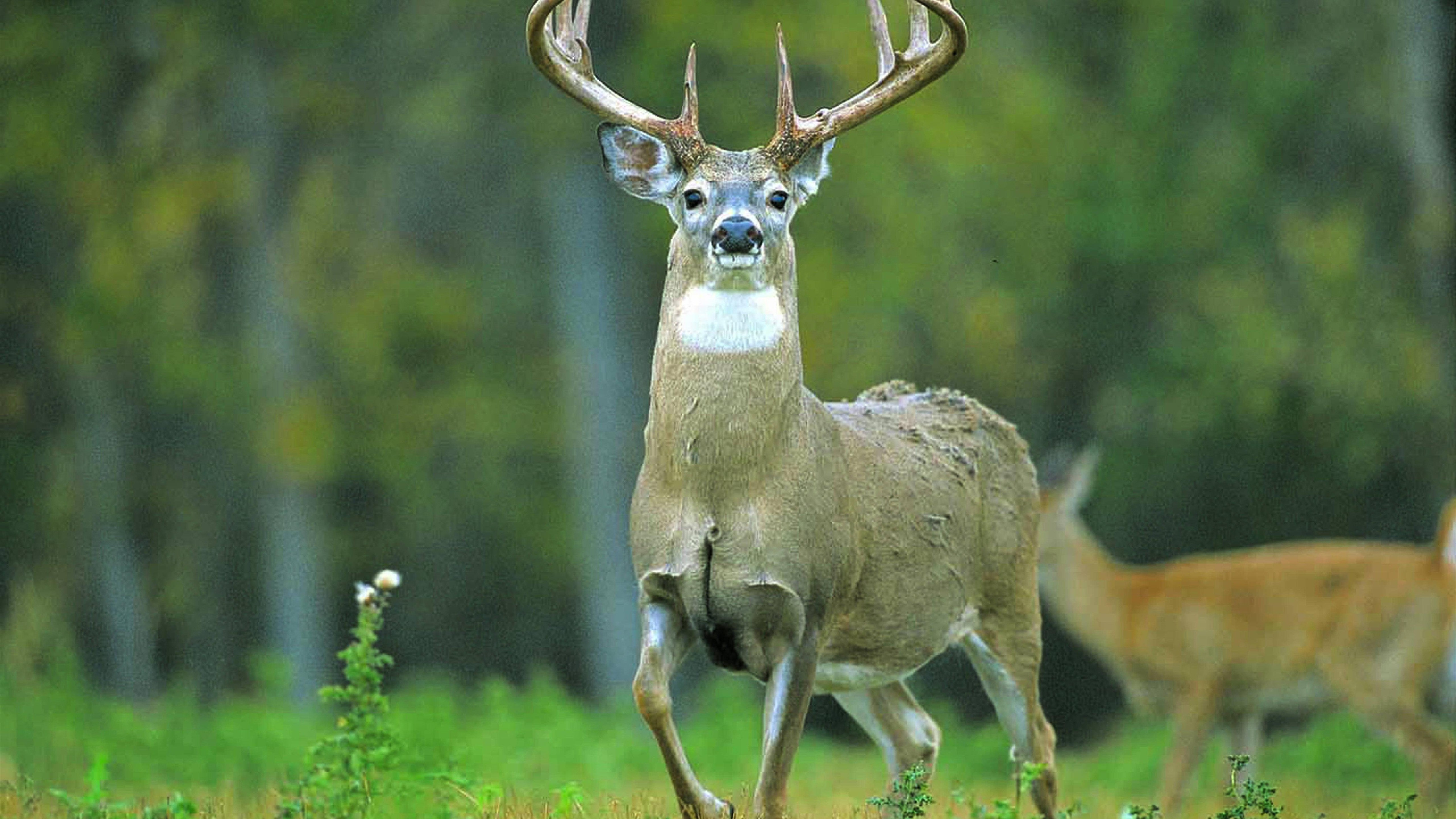 Animal Deer 5k Desktop Background Picture - Buck Deer - HD Wallpaper 