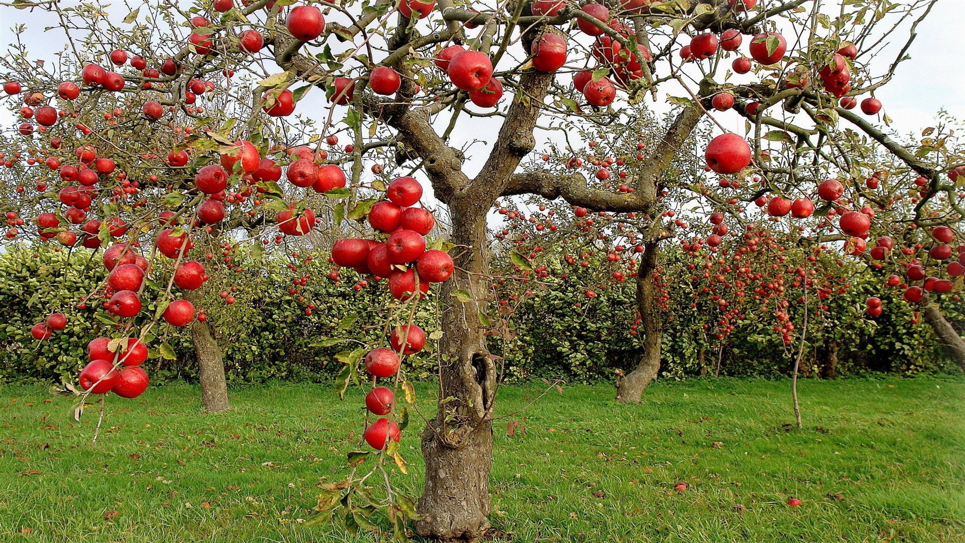 Apple-tree Wallpapers - HD Wallpaper 