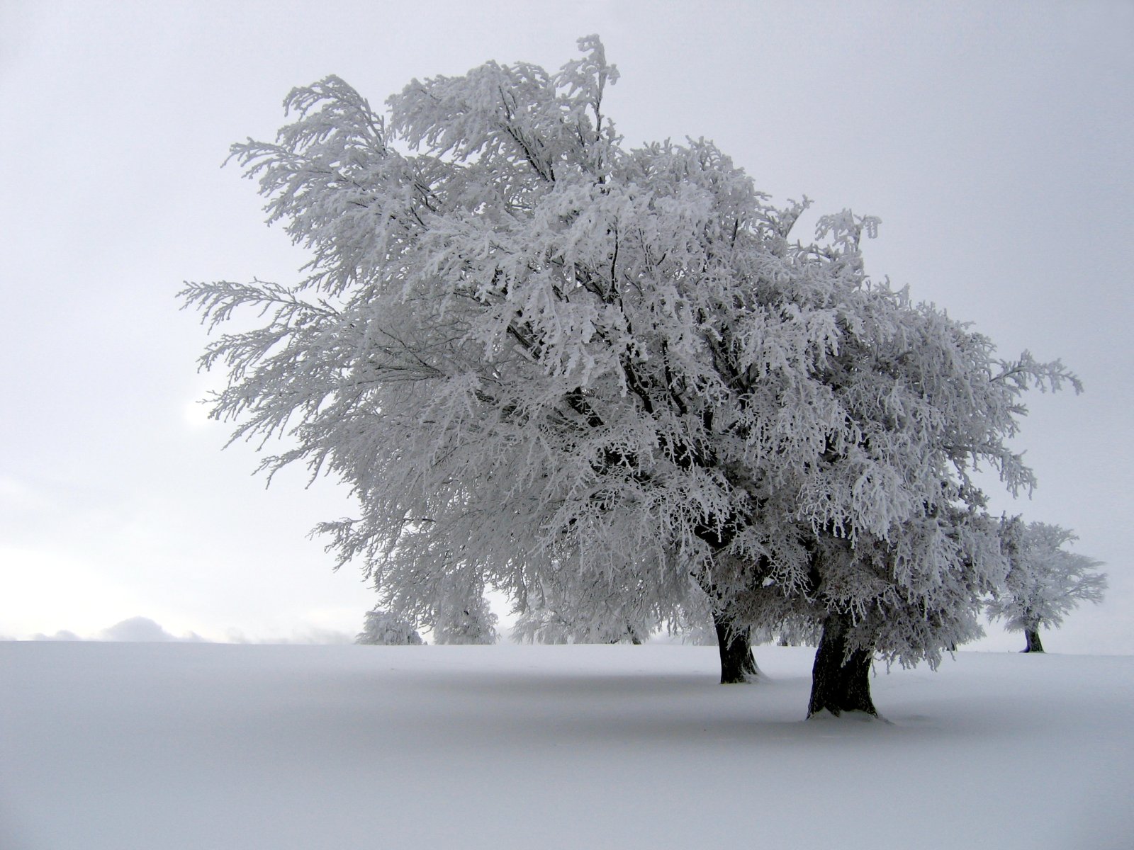 Get Freebies Free Mac Wallpapers Ski - Rime Precipitation - HD Wallpaper 