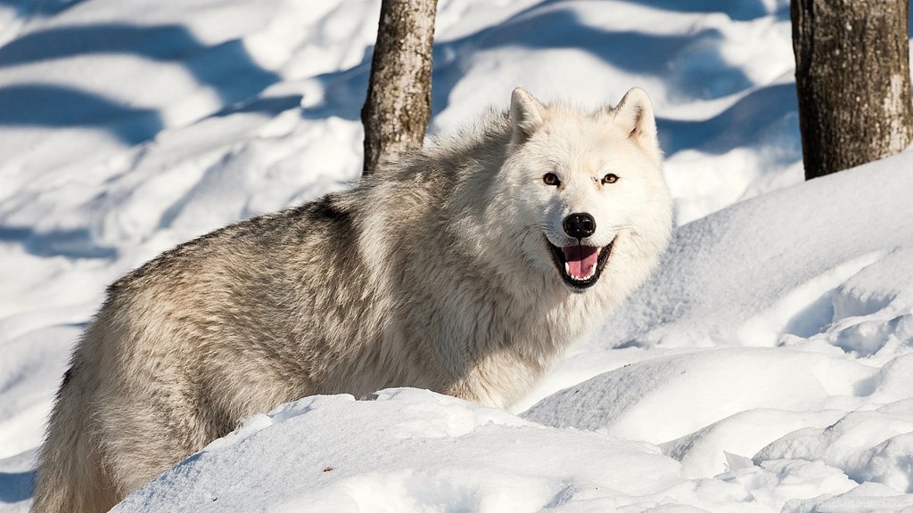 Wild Wolf Smiling - HD Wallpaper 
