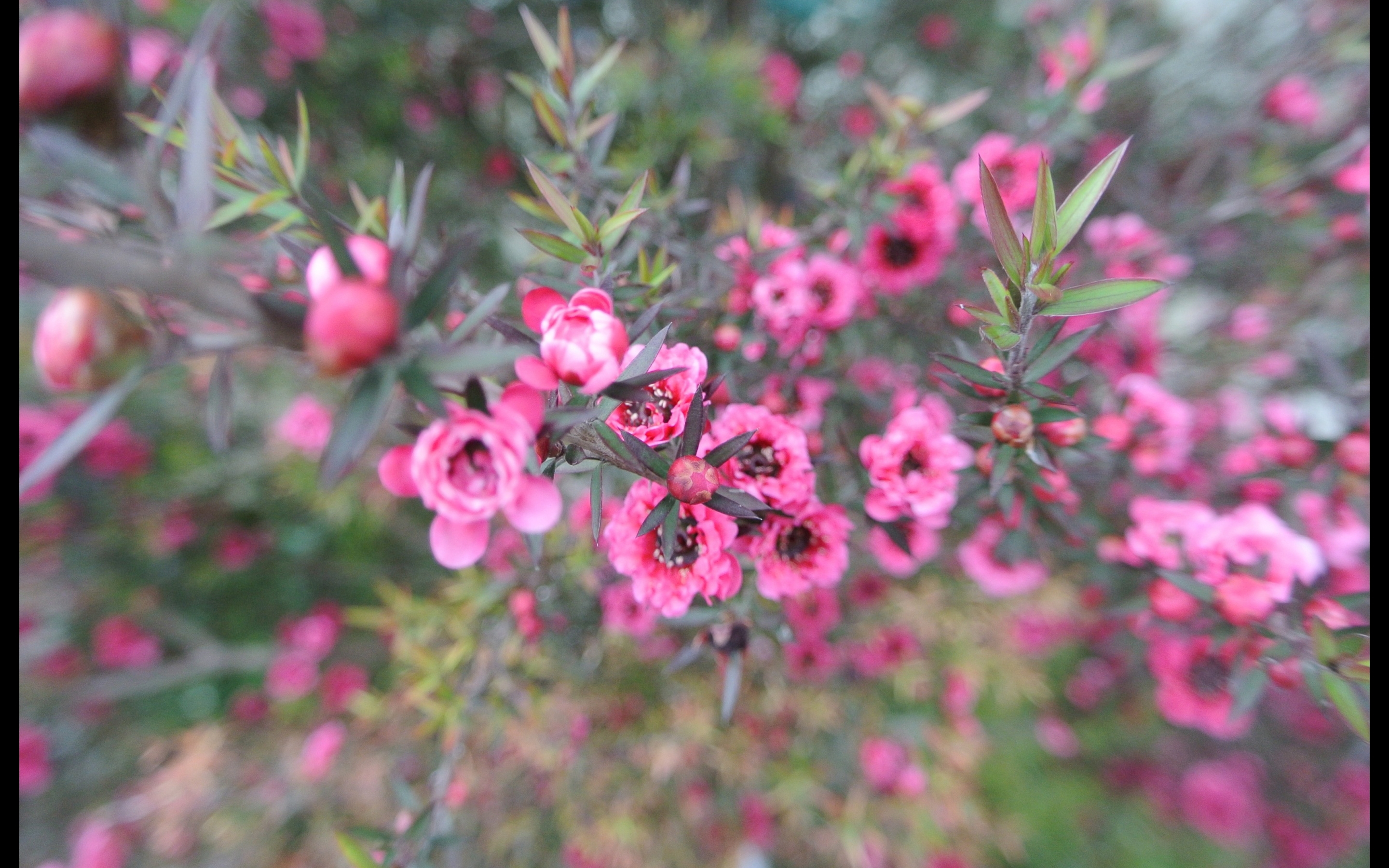 Winter Mac Wallpaper - HD Wallpaper 