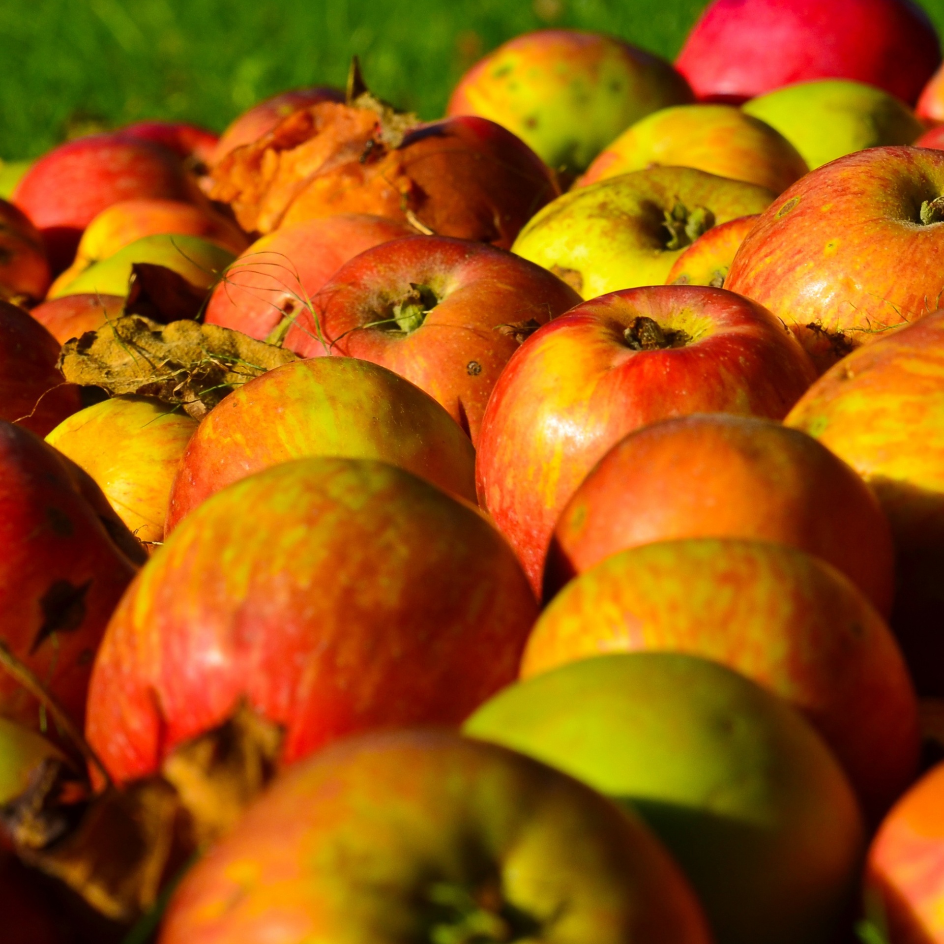 Apples Apple Background Free Photo - Temps De Septembre - HD Wallpaper 