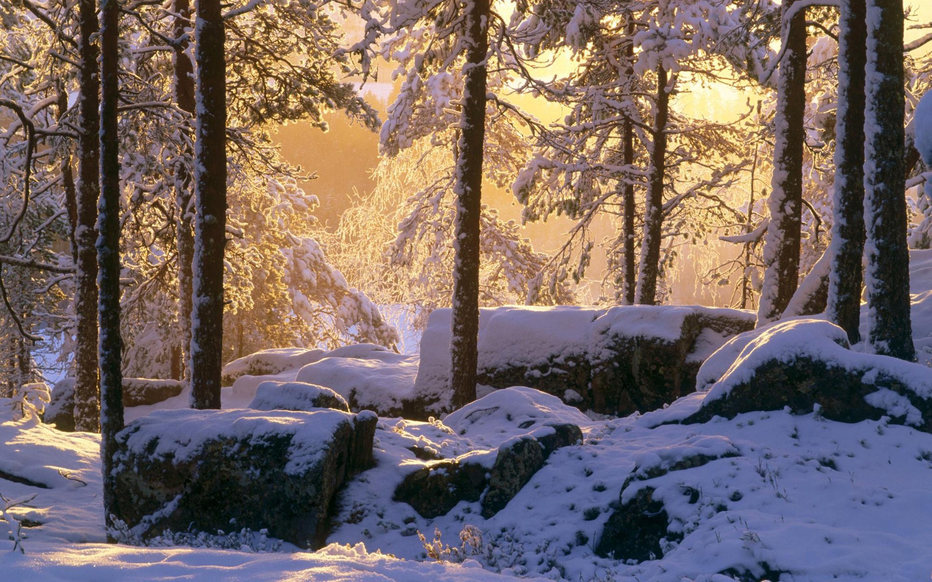Winter Forest Laptop Background - HD Wallpaper 