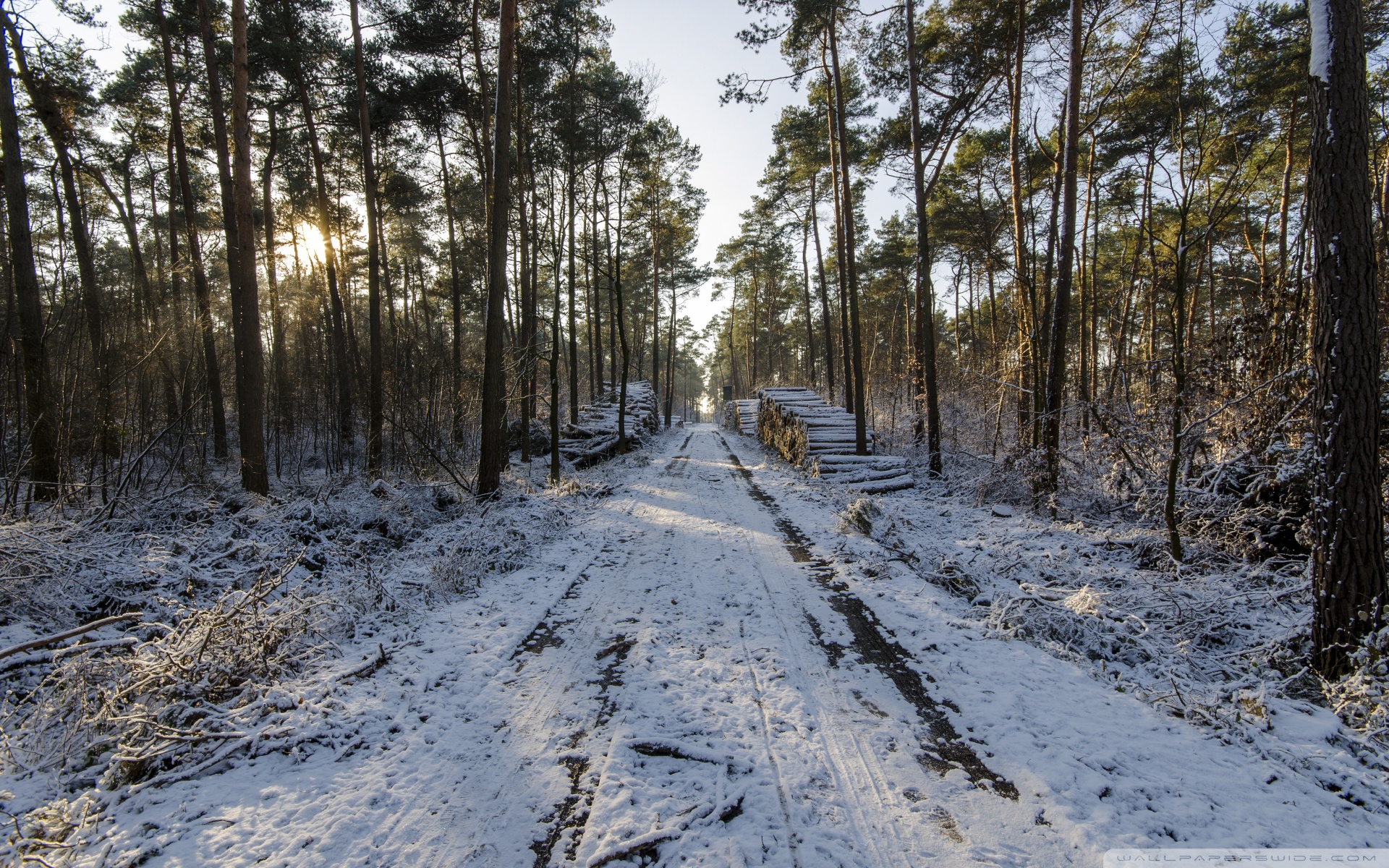 Wallpaper - HD Wallpaper 