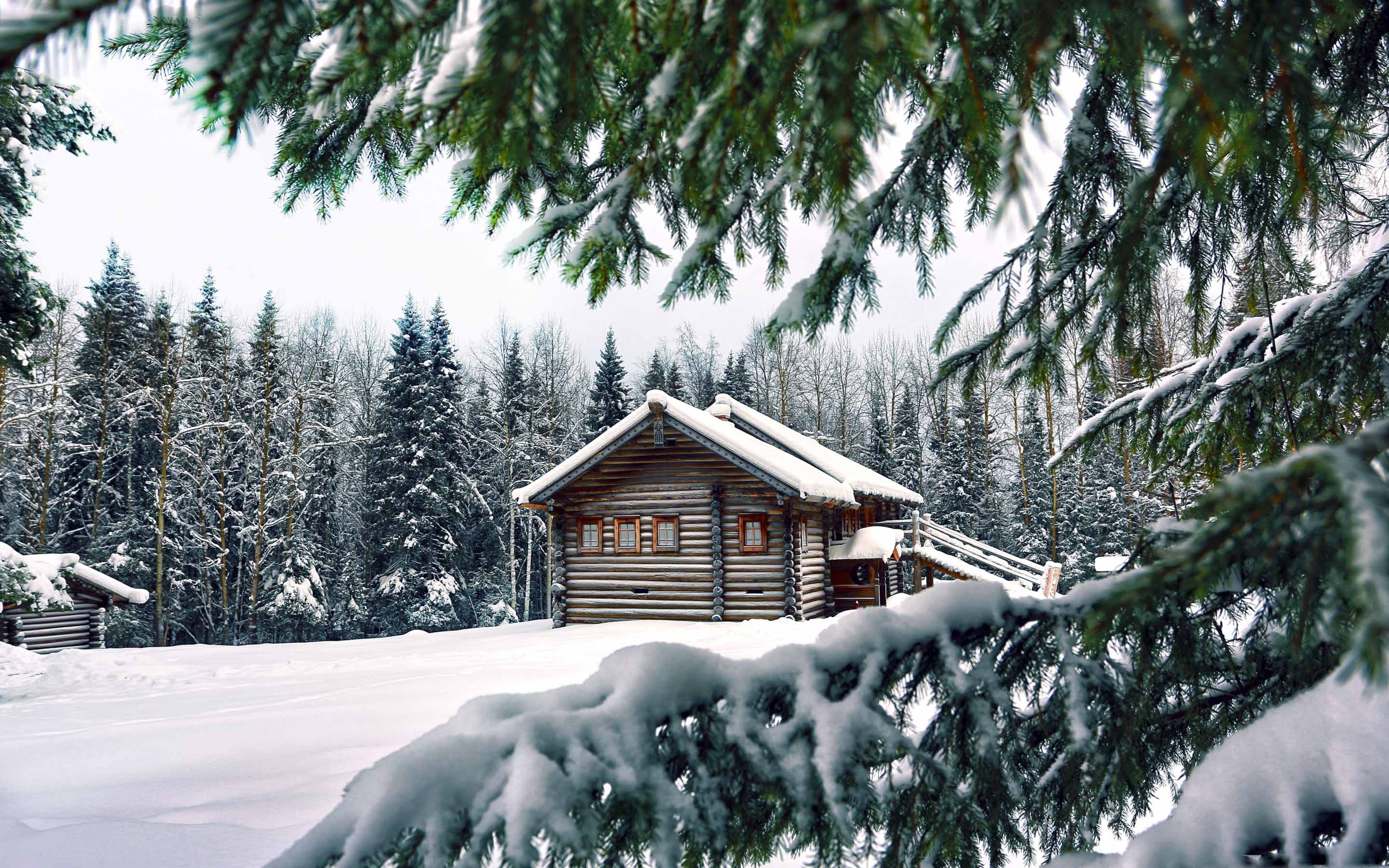 Winter Pine Trees Background - HD Wallpaper 