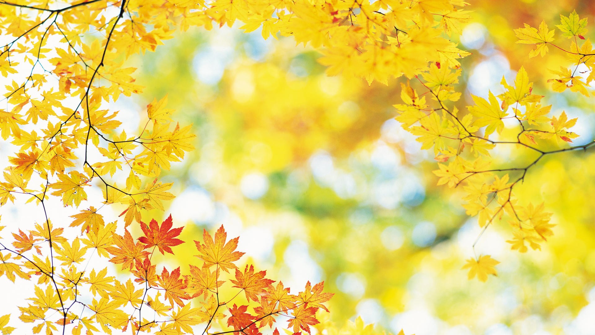 Fall Wallpapers Full Hd - Beautiful Full Hd Natural - HD Wallpaper 