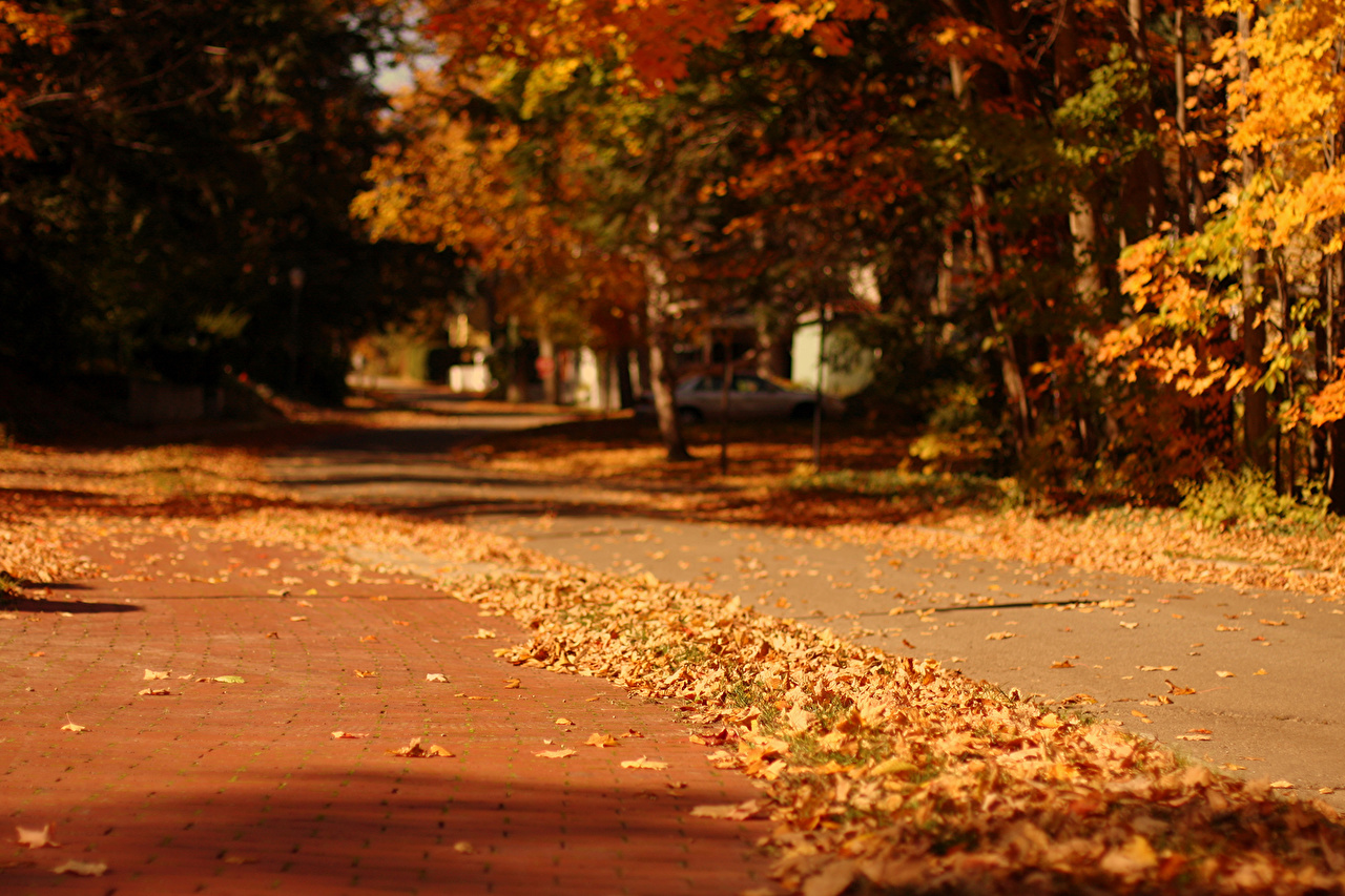 Dark Blurred Autumn Background - HD Wallpaper 