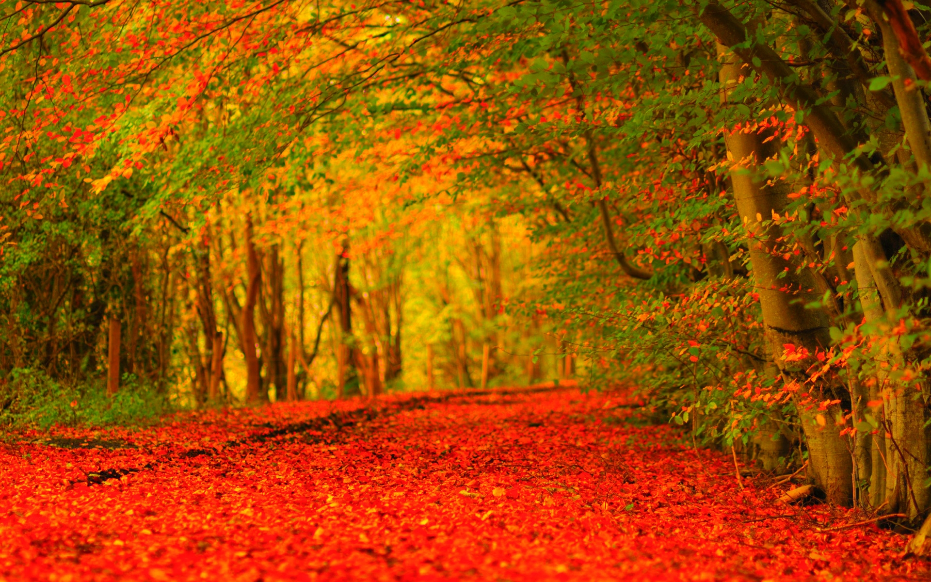 Pretty Autumn Forest - HD Wallpaper 