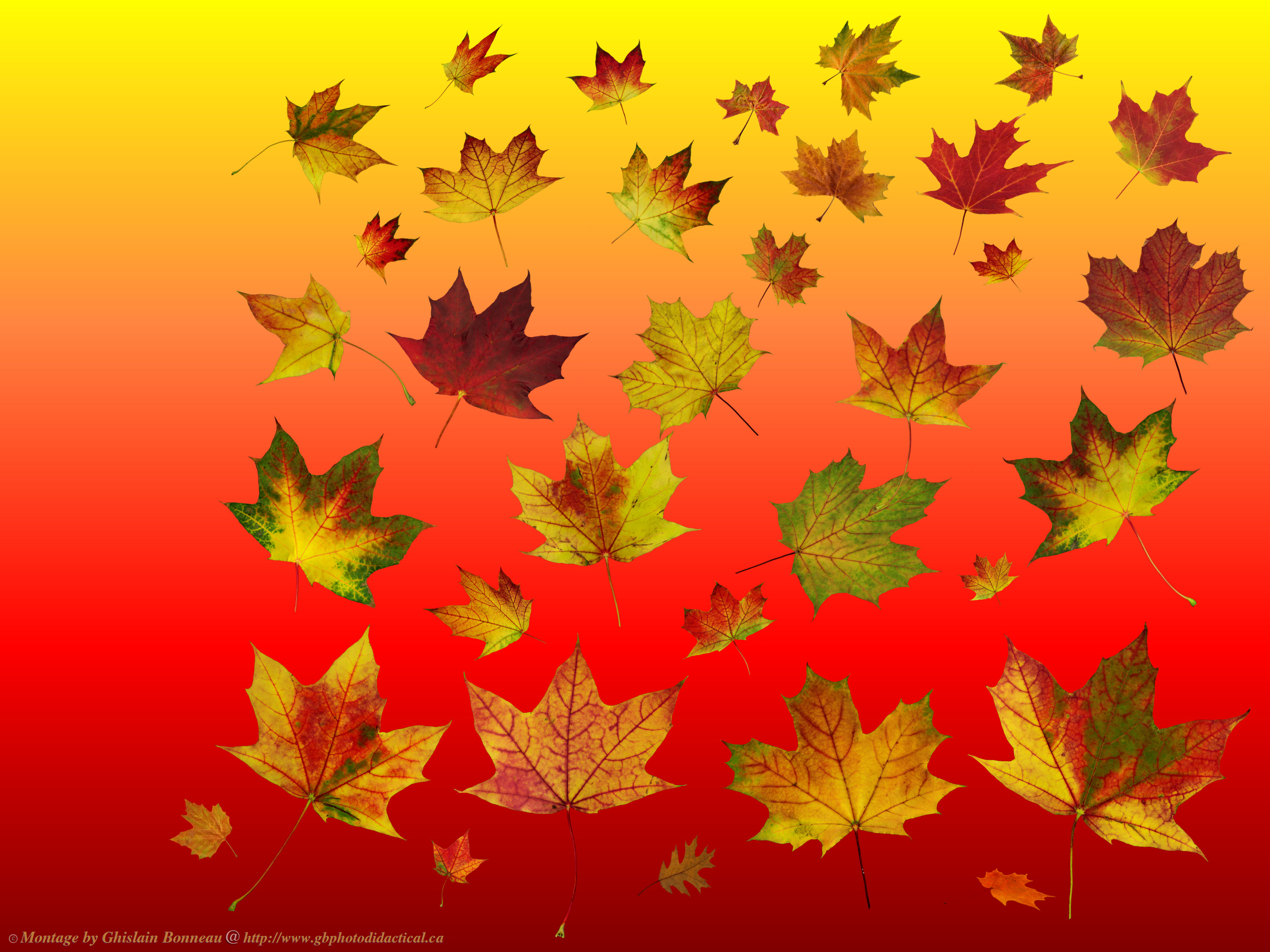 Maple Leaf - HD Wallpaper 