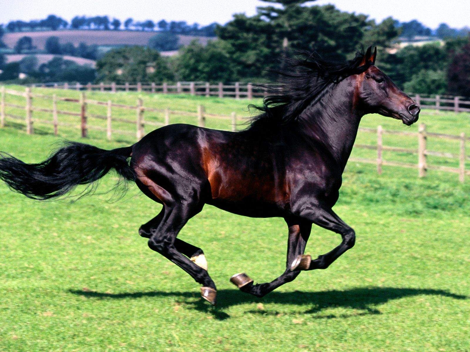 Horse In Full Stride - HD Wallpaper 
