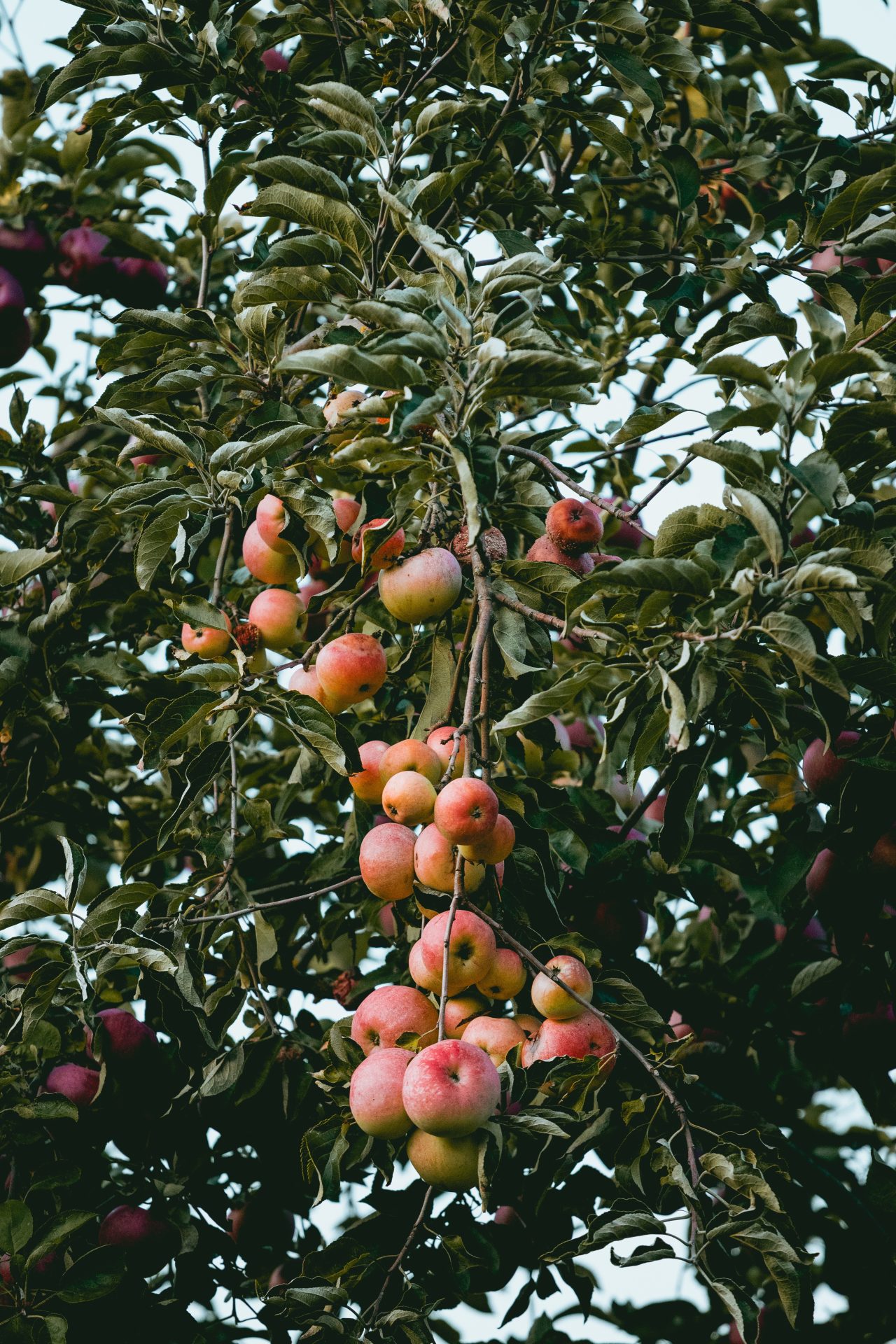 Apple Tree Wallpaper For Mobile Phone - Apple Ke Tree Ka - HD Wallpaper 