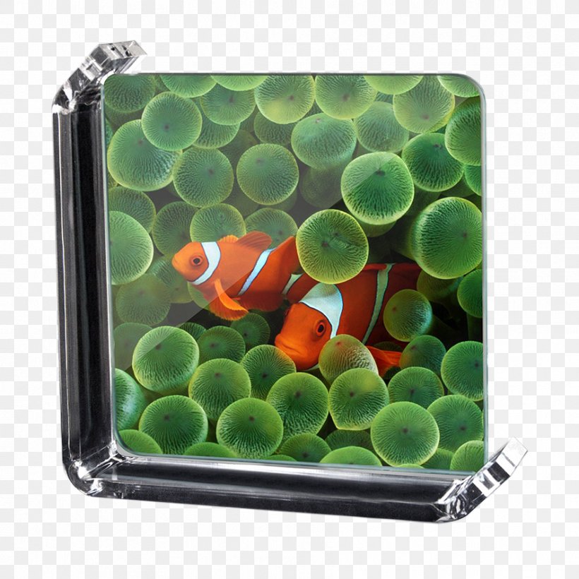 Desktop Wallpaper Ipad 2 Ipad 3 1080p, Png, 886x886px, - Fish Wallpaper For Ipad - HD Wallpaper 