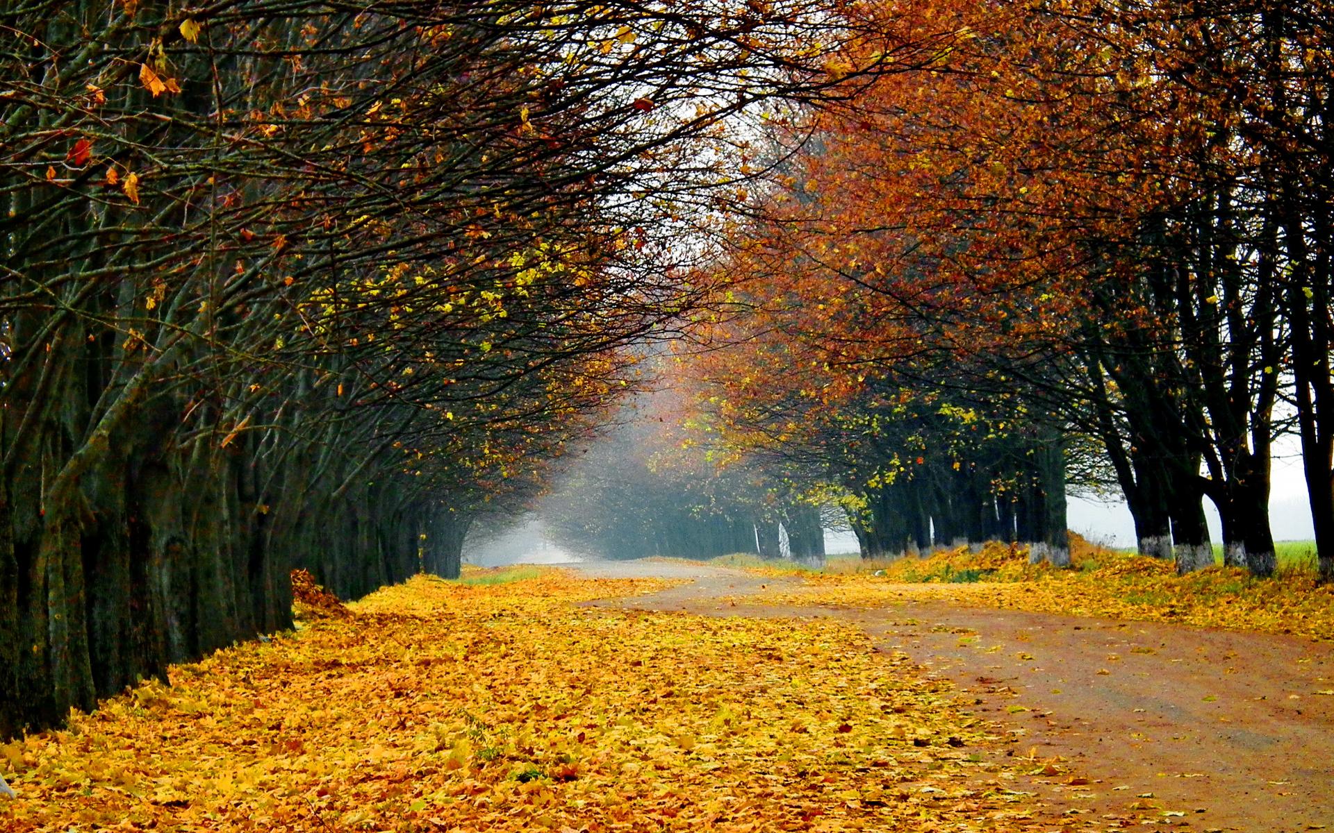 Fall Leaves On The Street - HD Wallpaper 