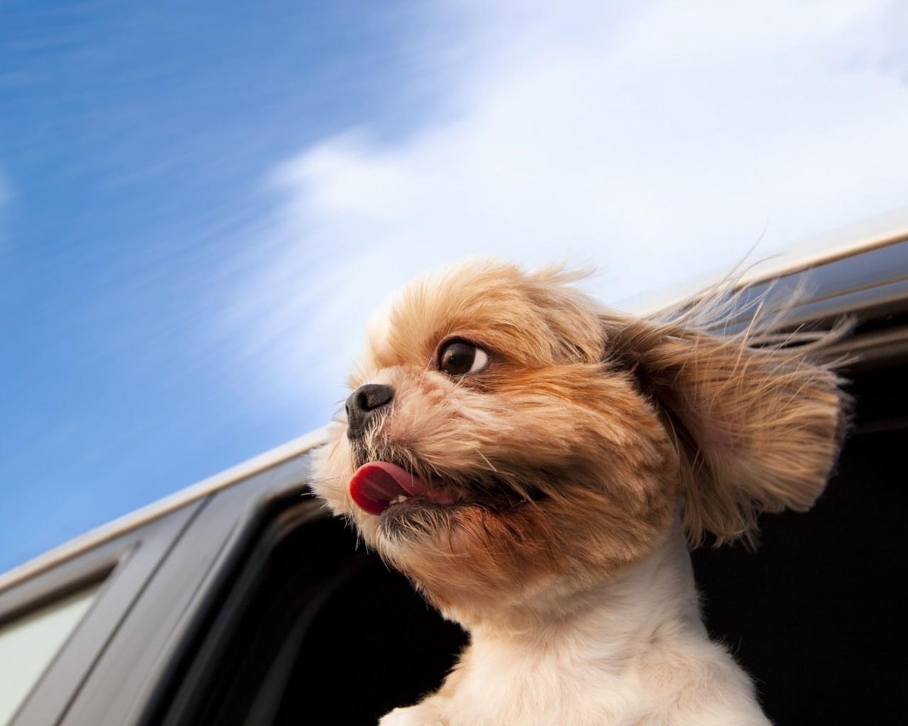 Cute Dog Wallpapers Hd - HD Wallpaper 