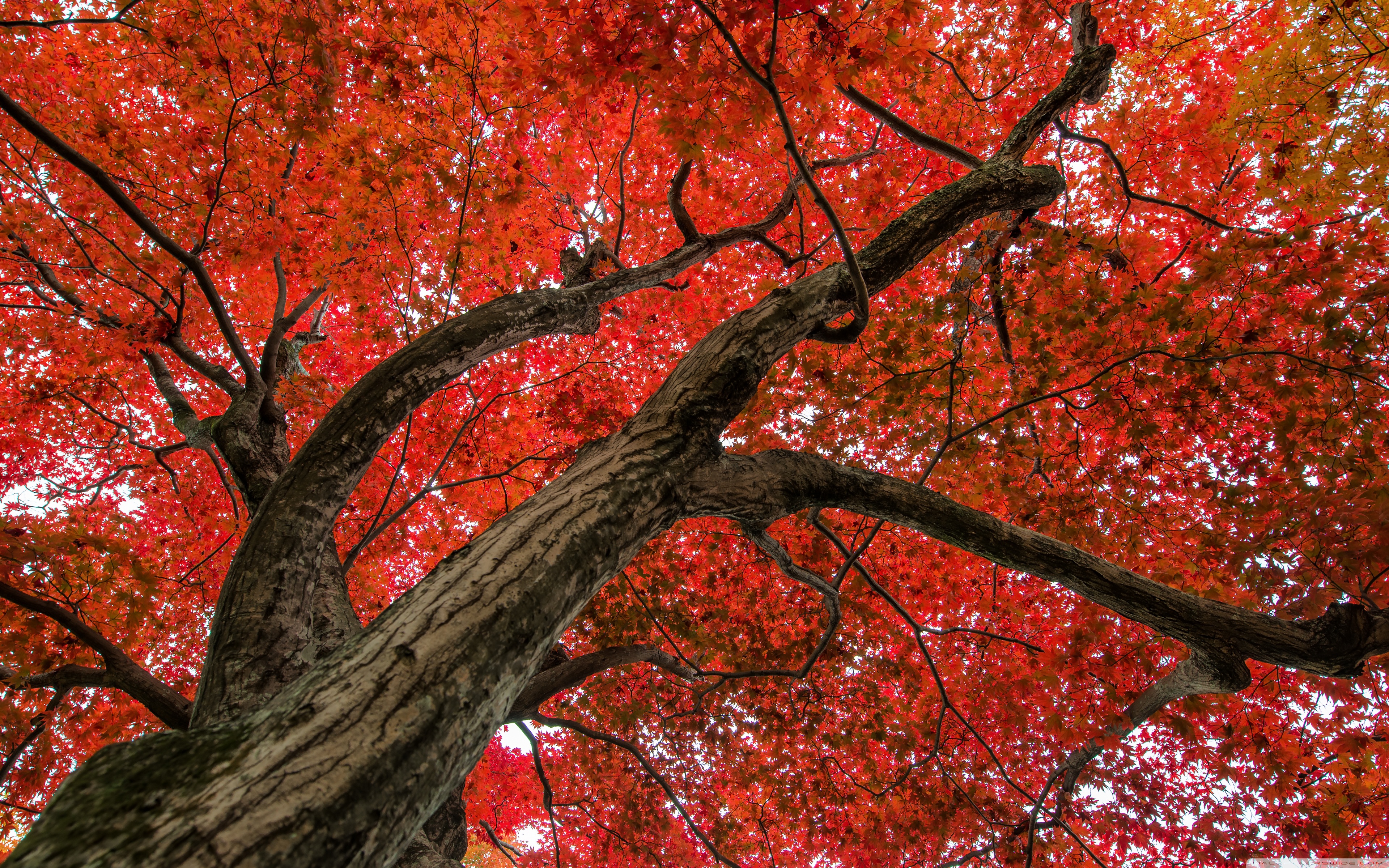 Japanese Maple Tree Background - HD Wallpaper 