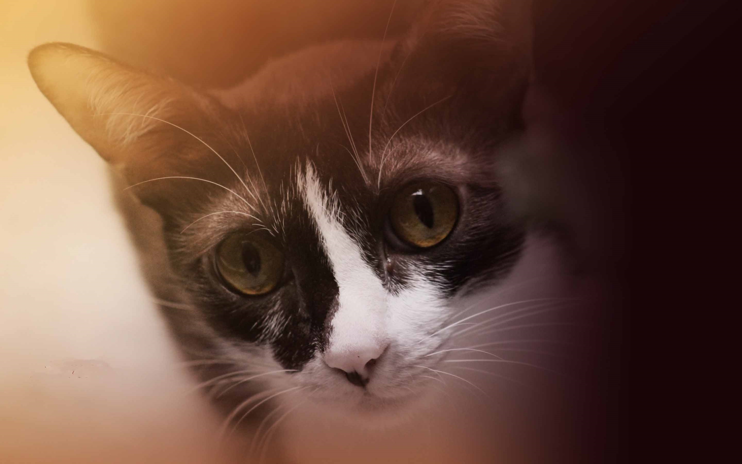 Mobile Phone - HD Wallpaper 