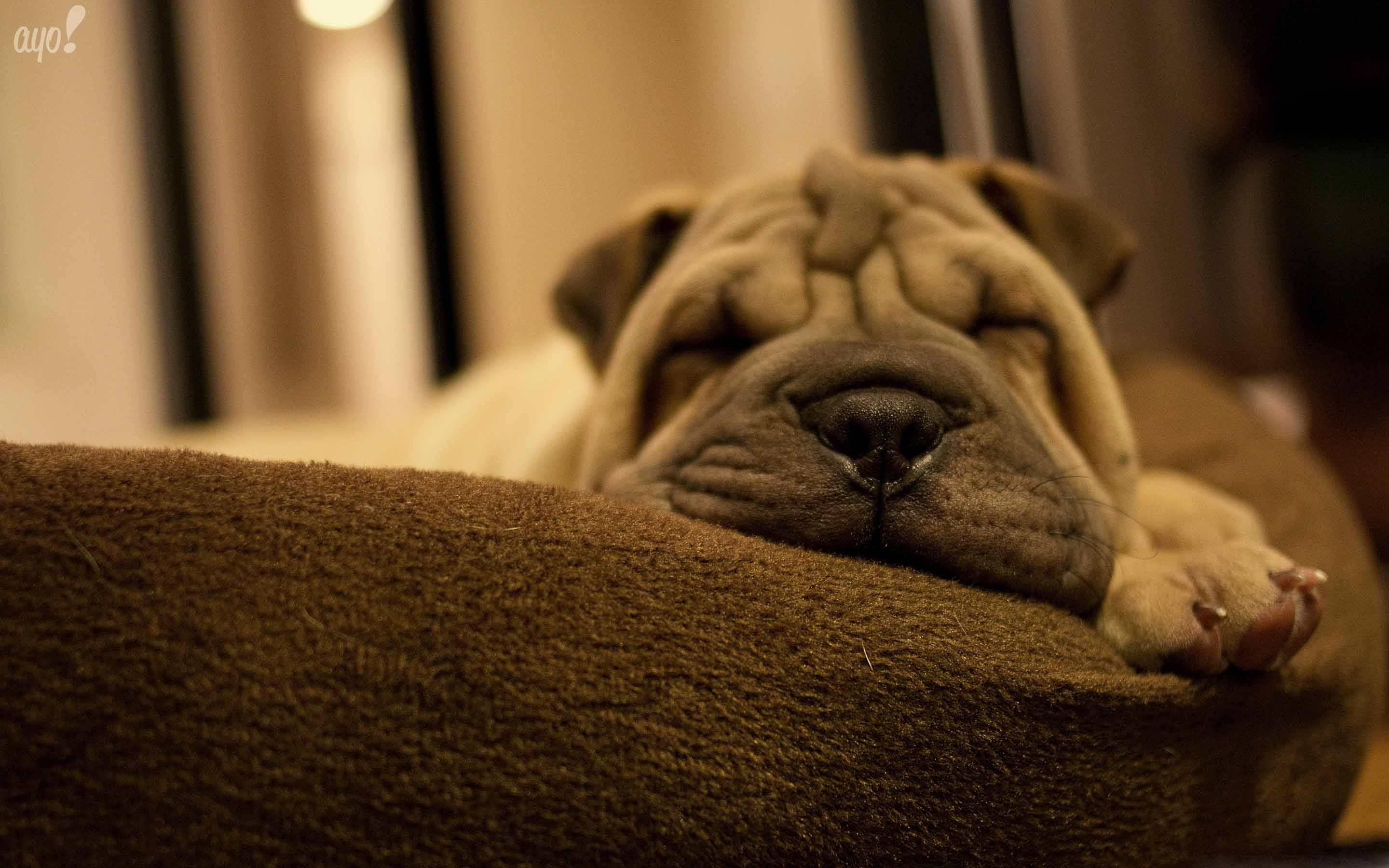 Shar Pei Puppy Hd - HD Wallpaper 