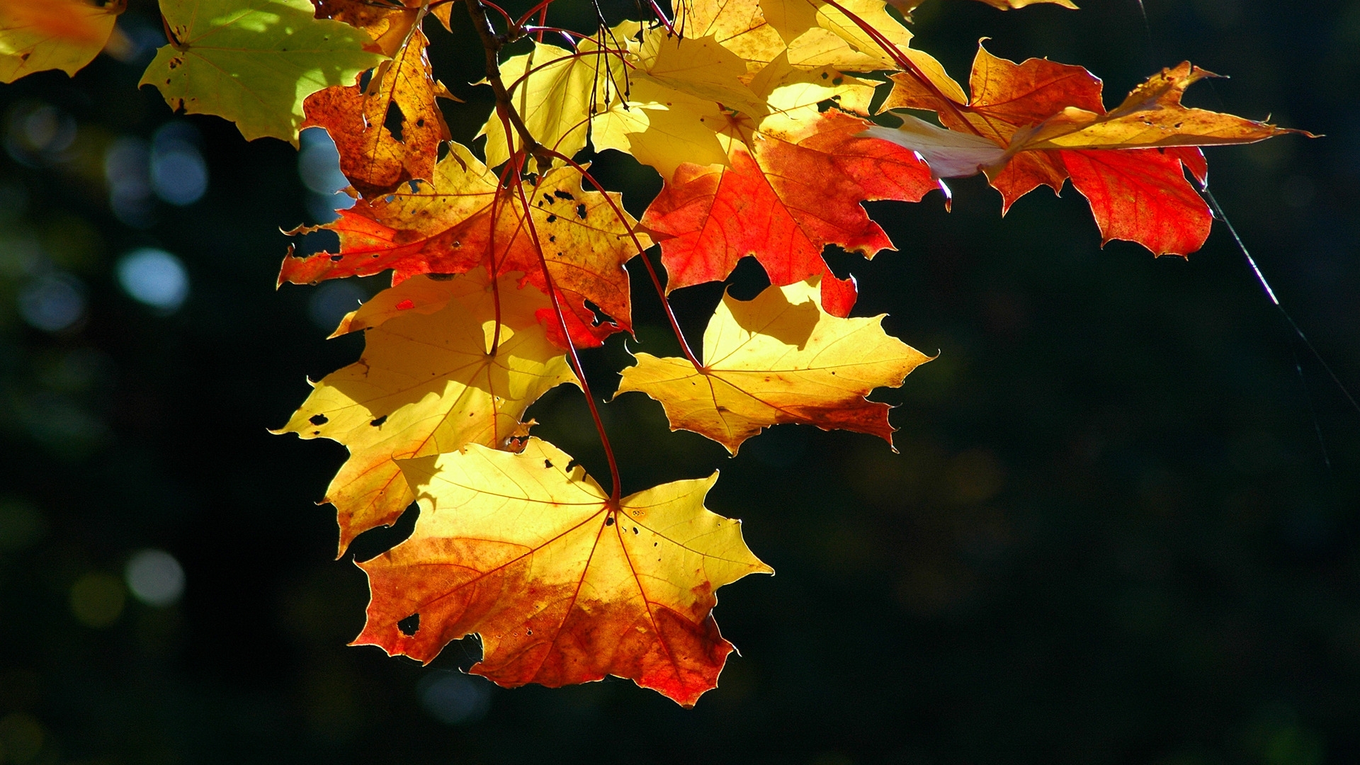 Autumn Leaves Desktop Pc And Mac Wallpaper - Risha Meaning In Urdu - HD Wallpaper 